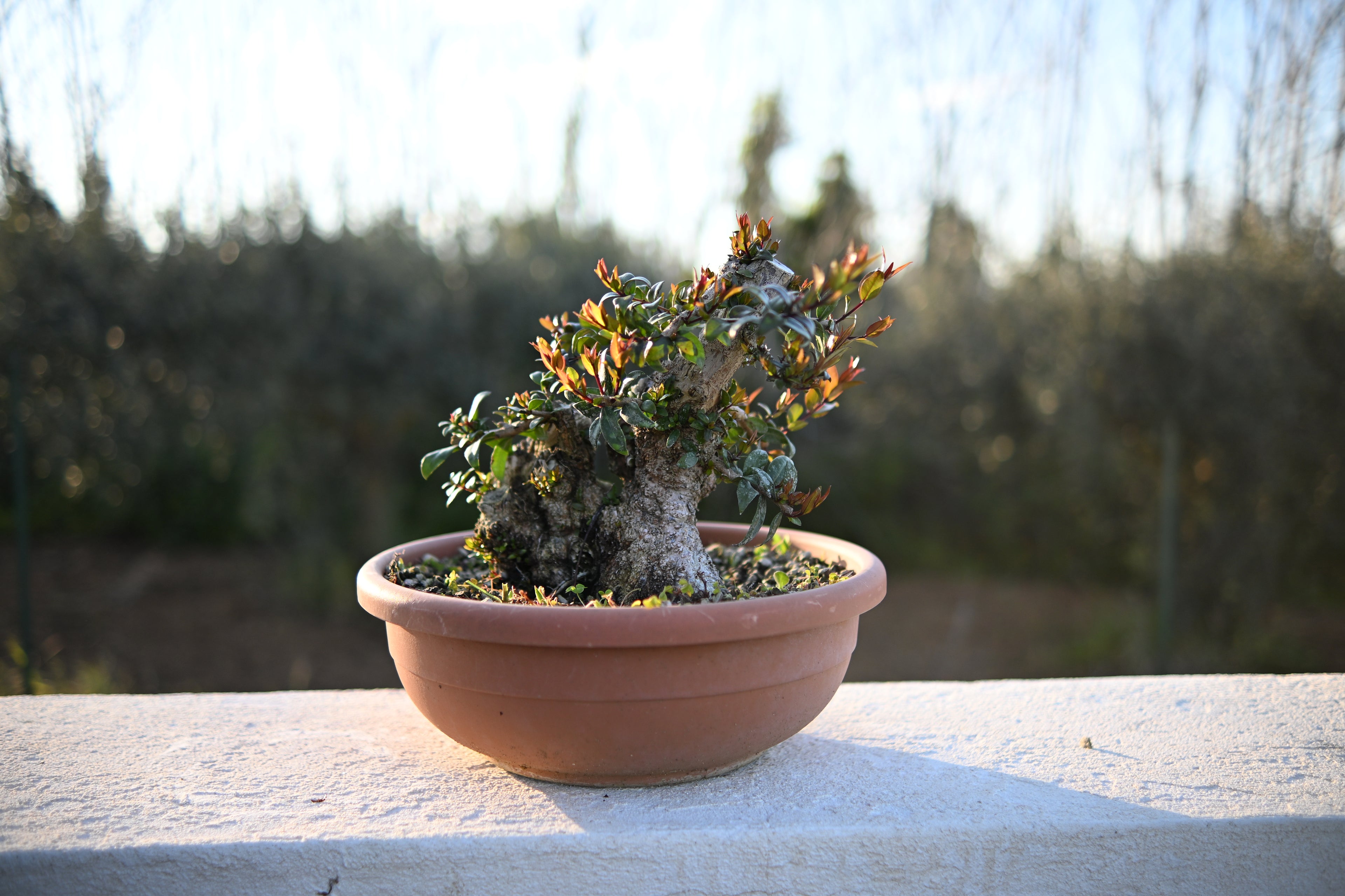 Myrtus Communis