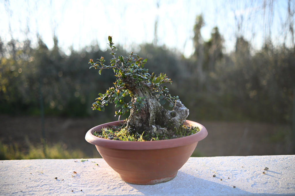 Myrtus Communis