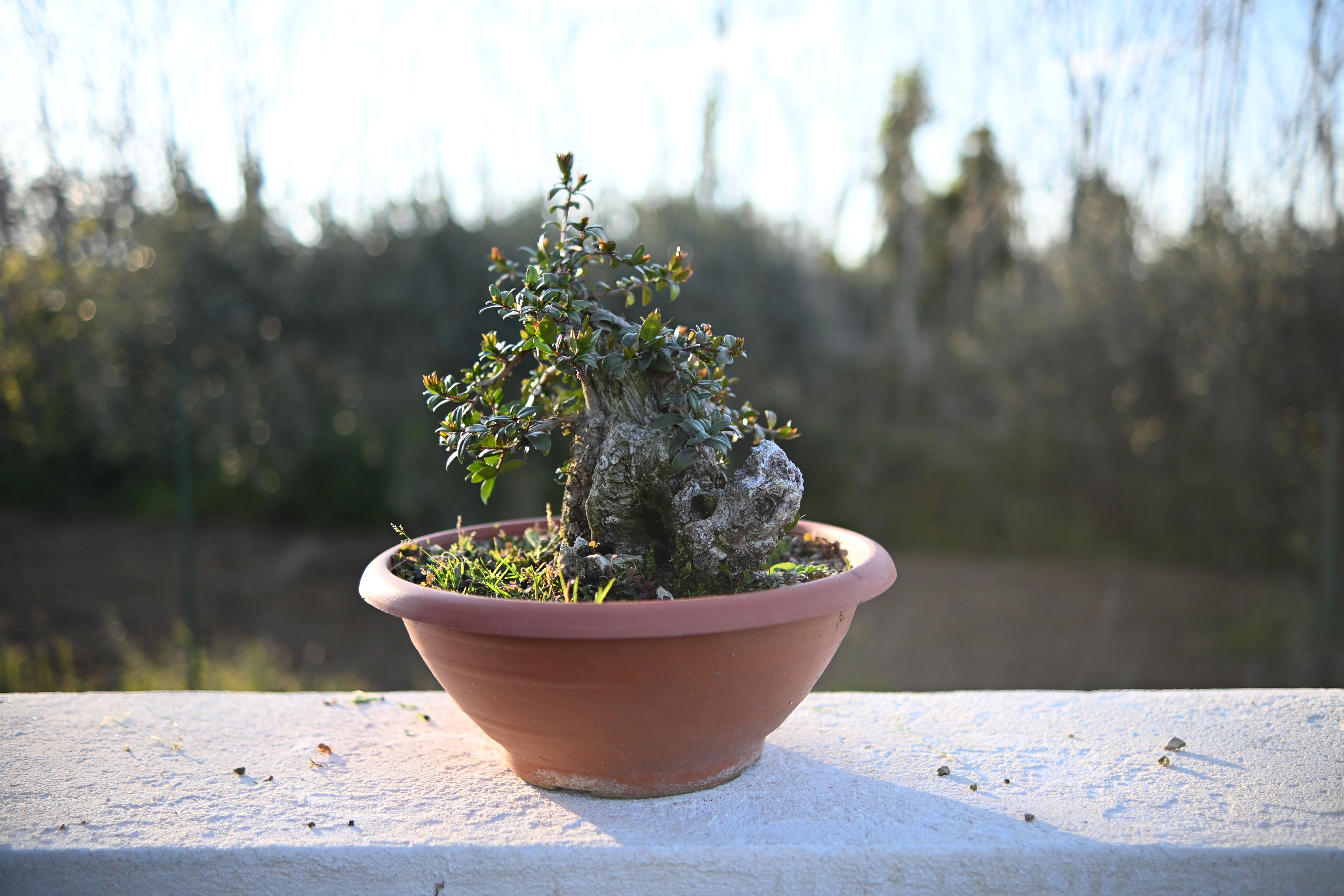 Myrtus Communis