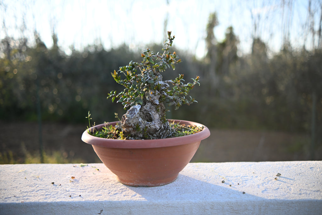 Myrtus Communis