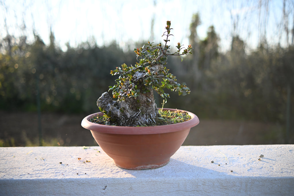 Myrtus Communis