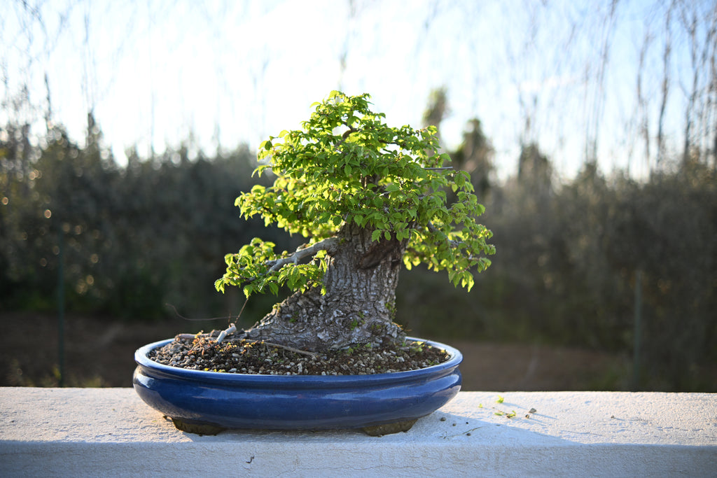 Ulmus Minor
