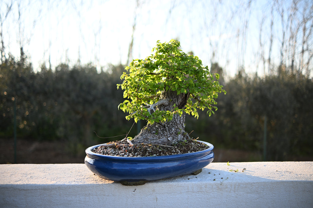 Ulmus Minor