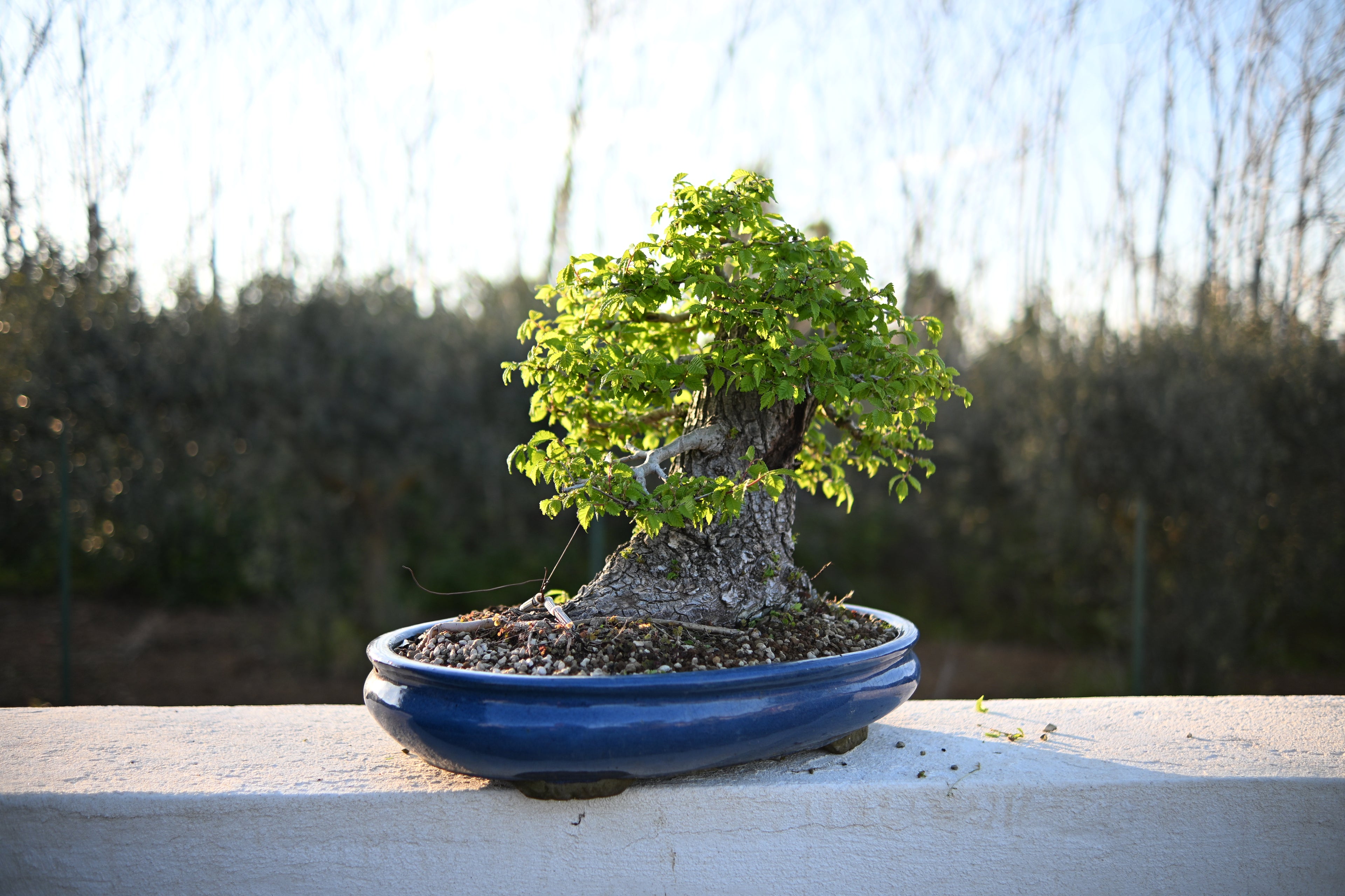 Ulmus Minor