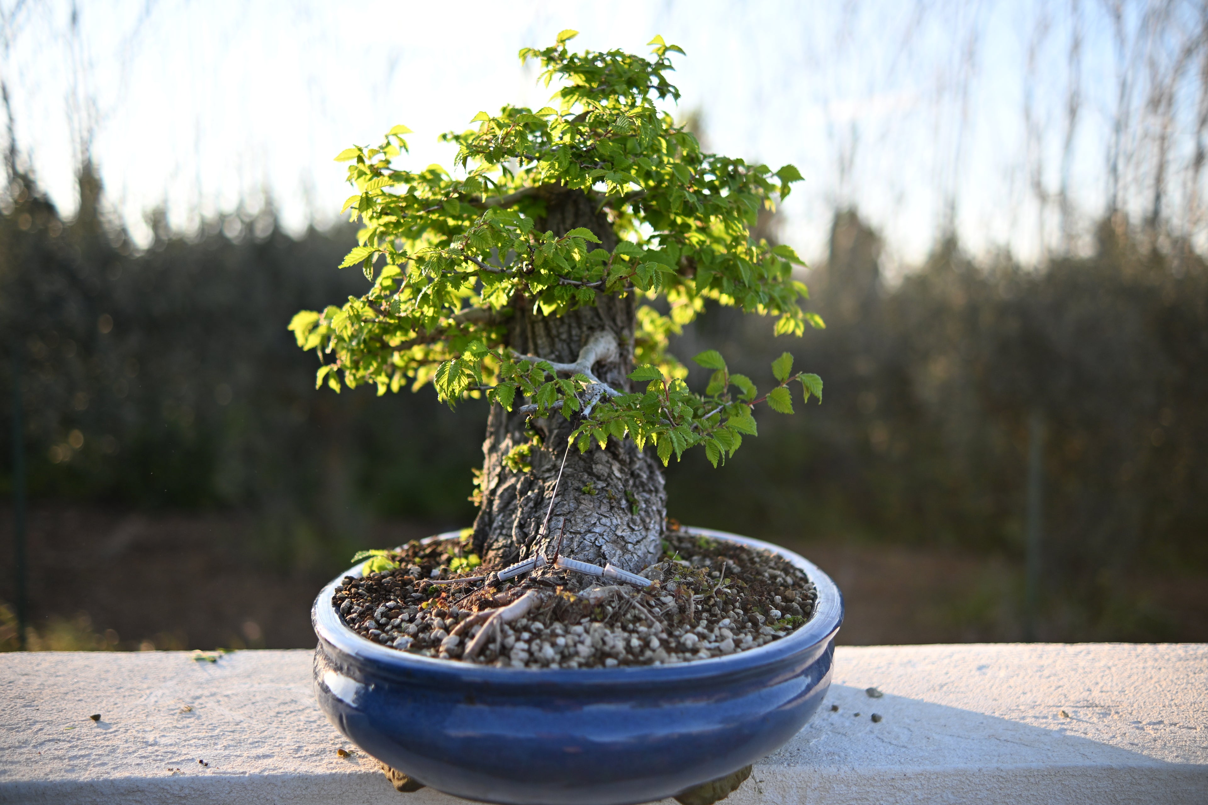 Ulmus Minor