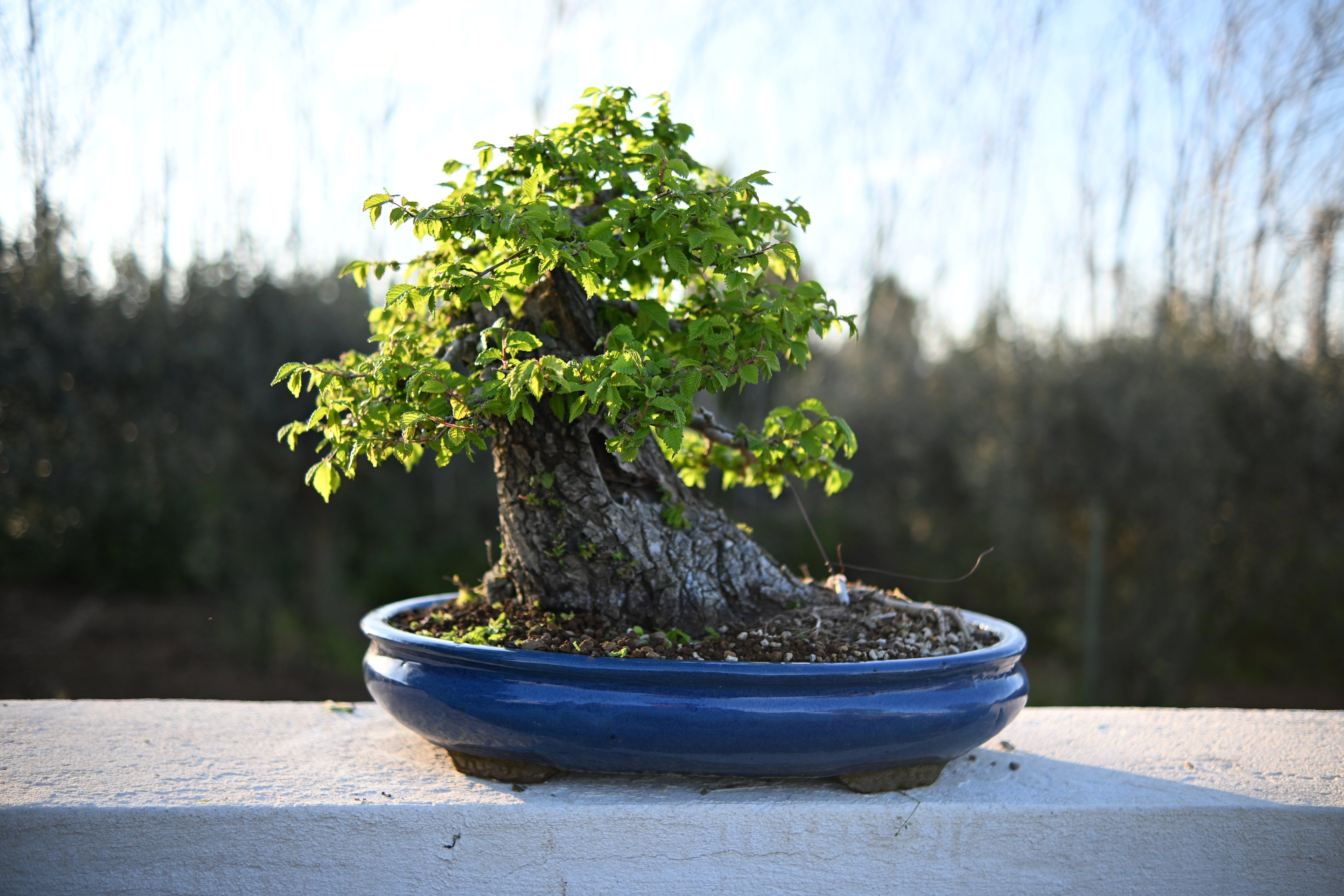 Ulmus Minor