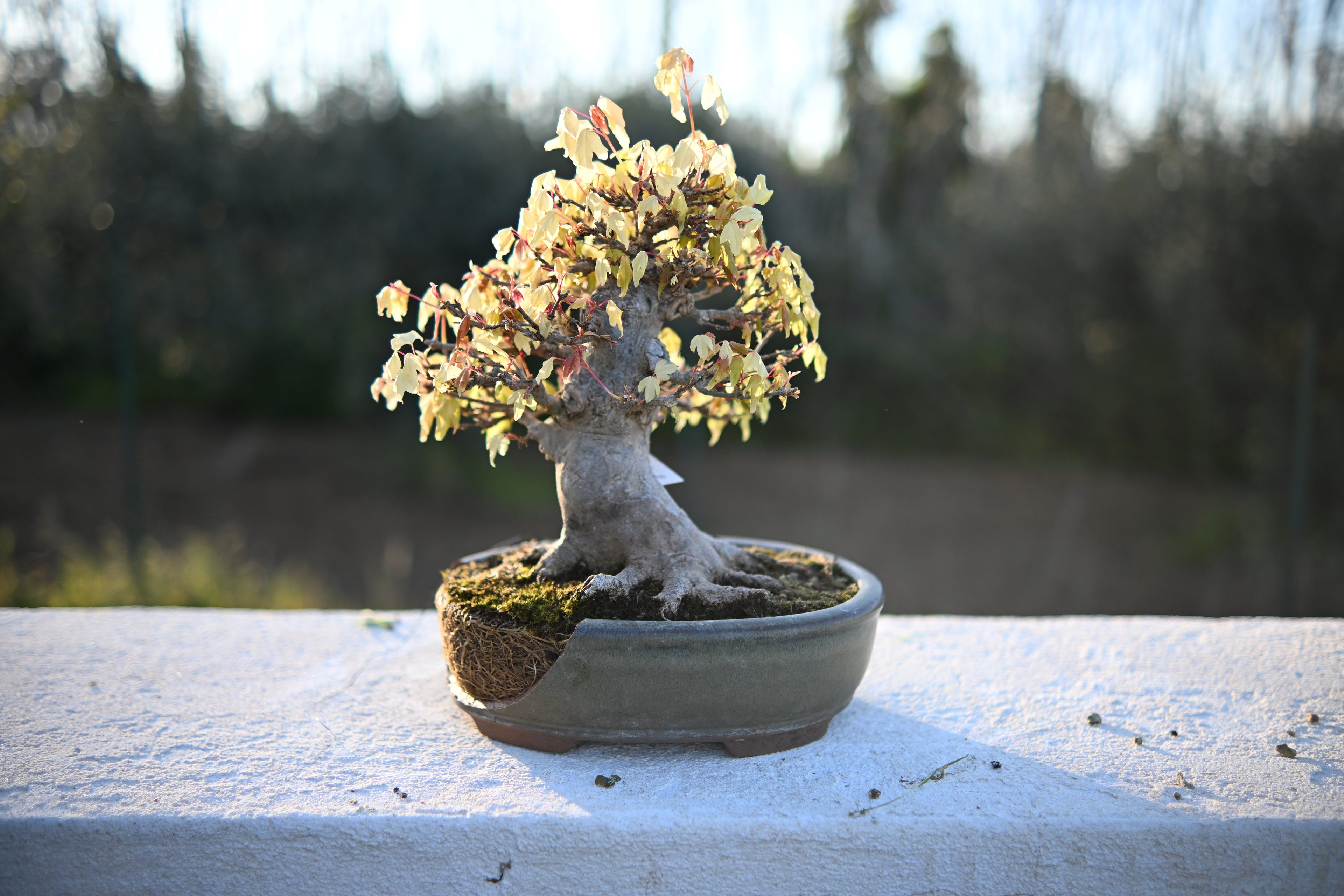 Acer Buergerianum - Kaede