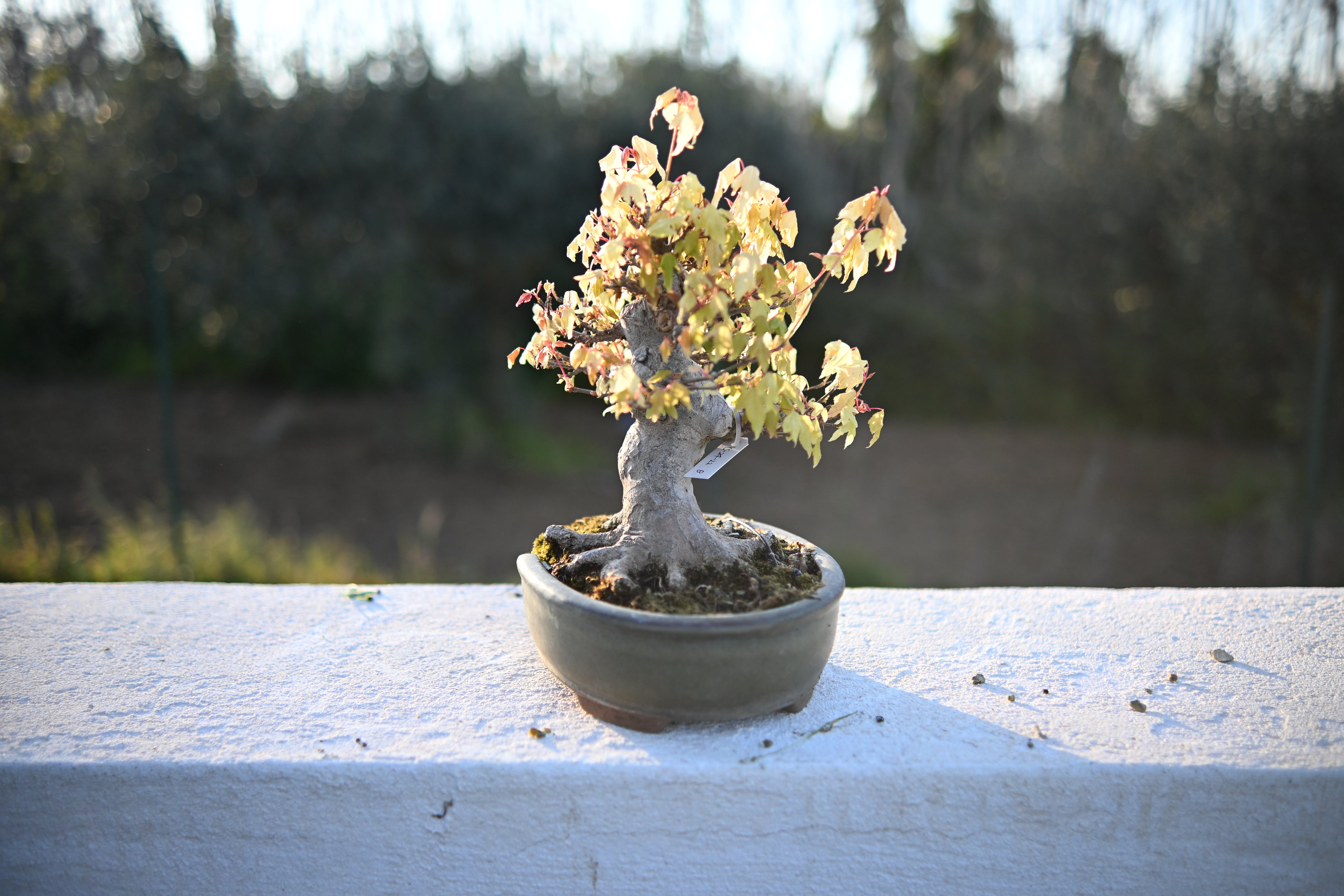 Acer Buergerianum - Kaede