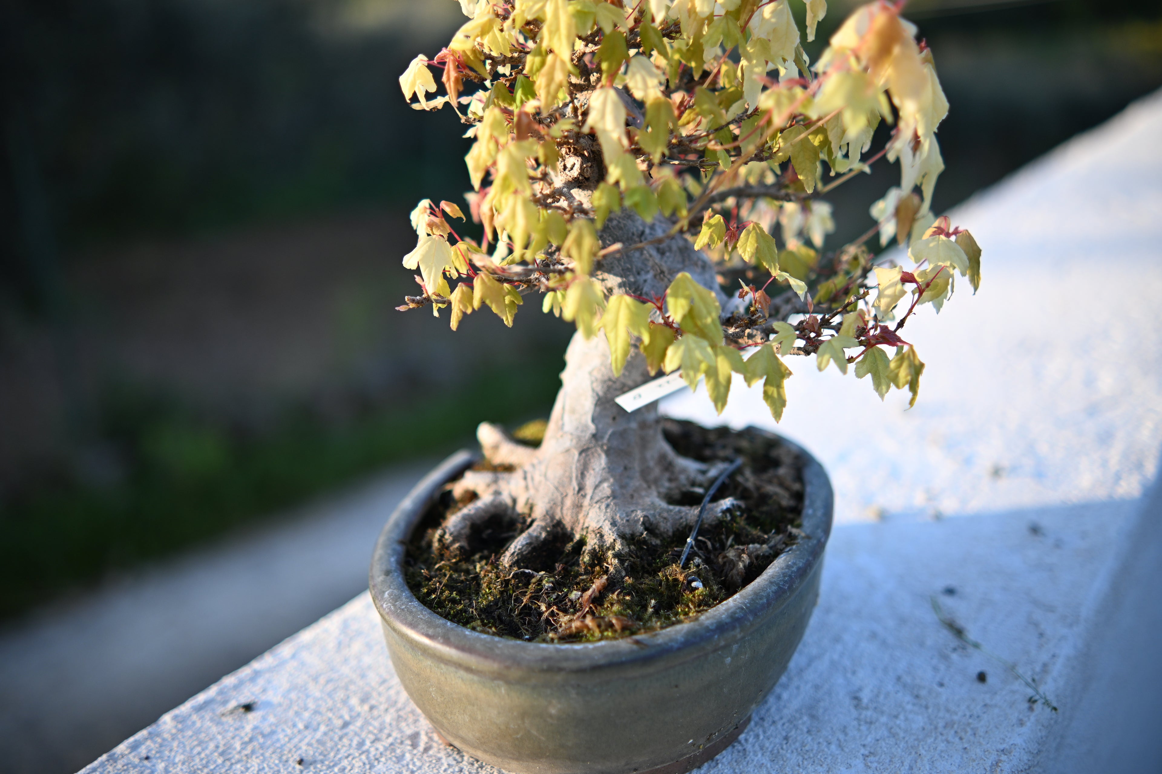 Acer Buergerianum - Kaede