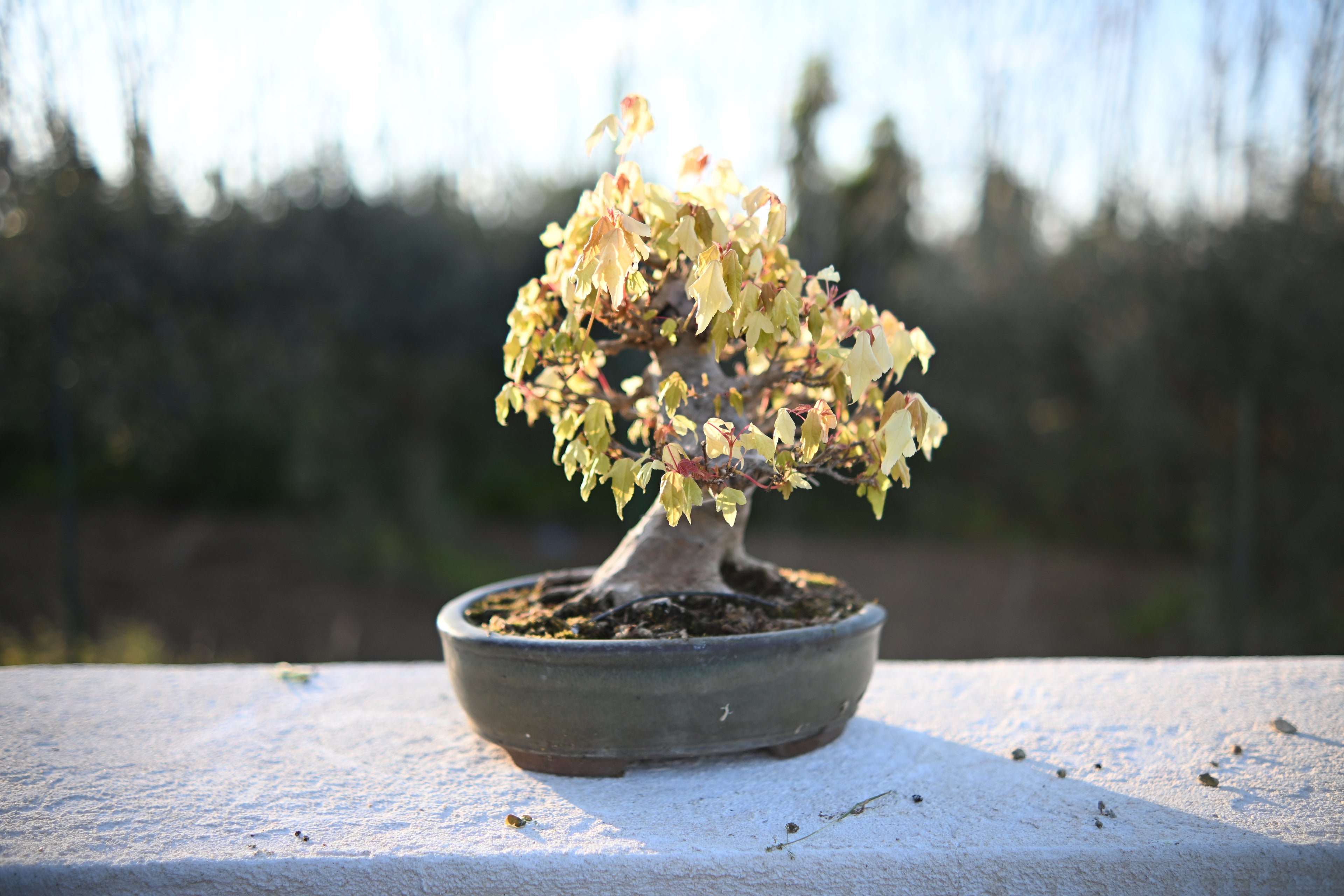 Acer Buergerianum - Kaede