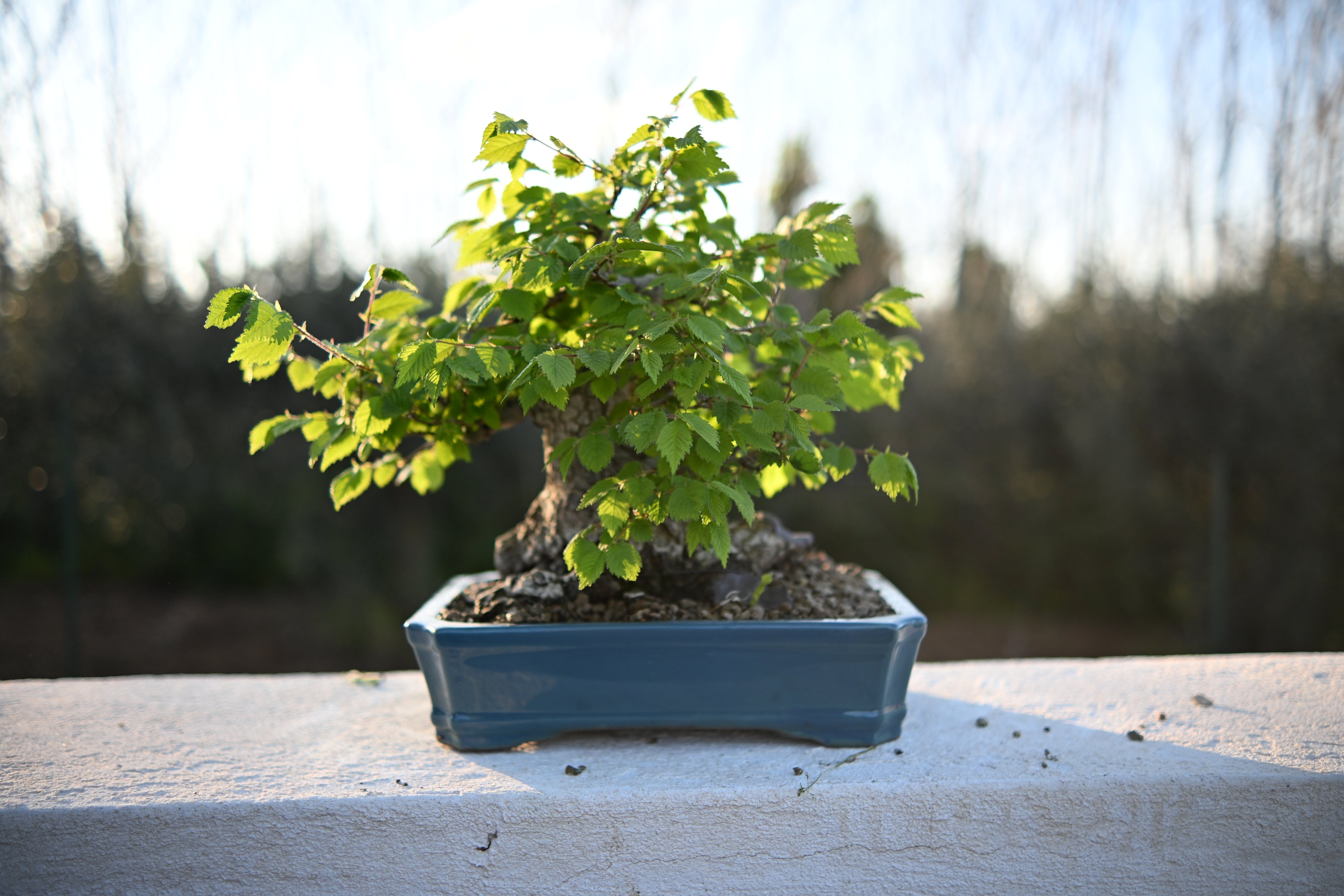 Ulmus Minor