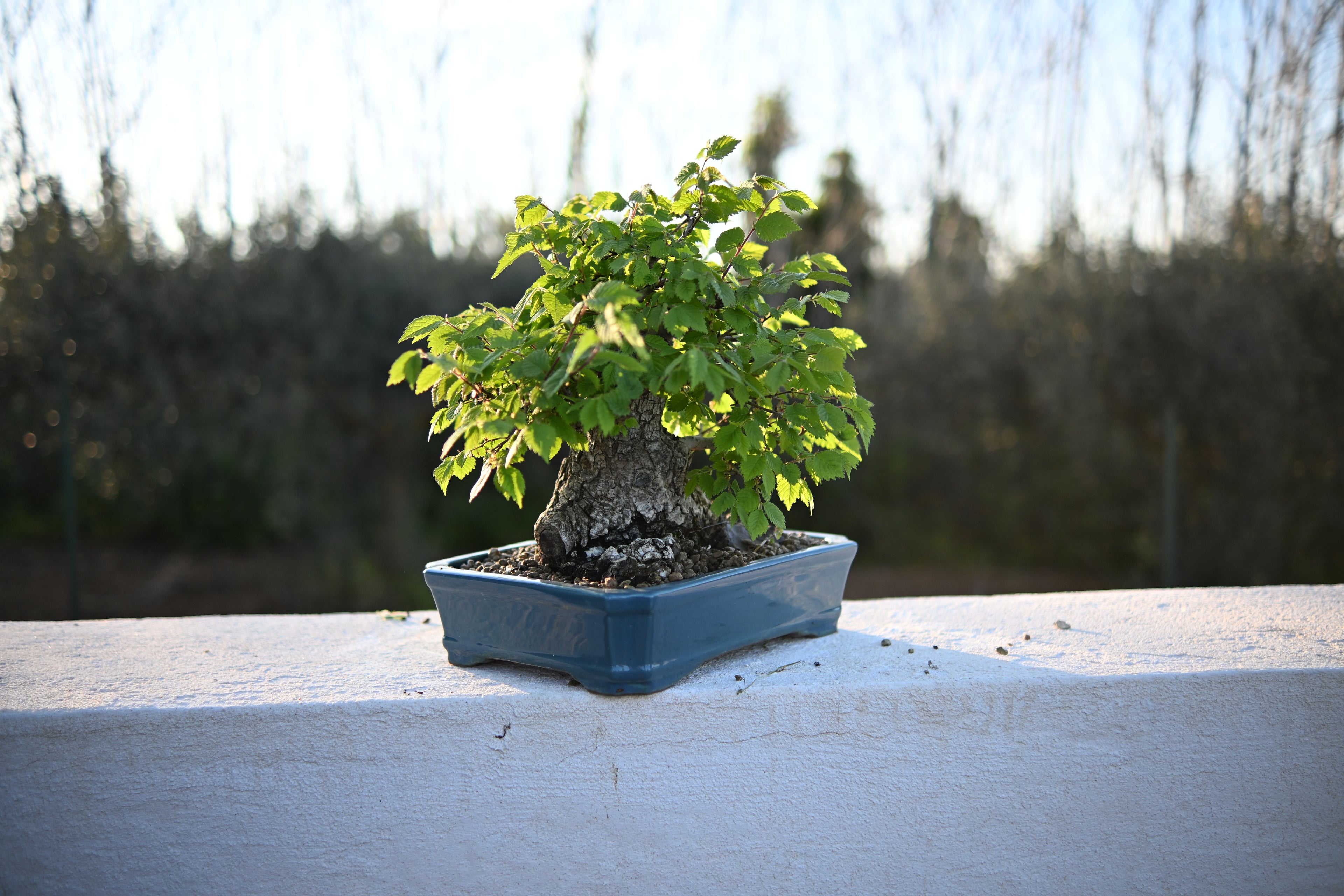 Ulmus Minor