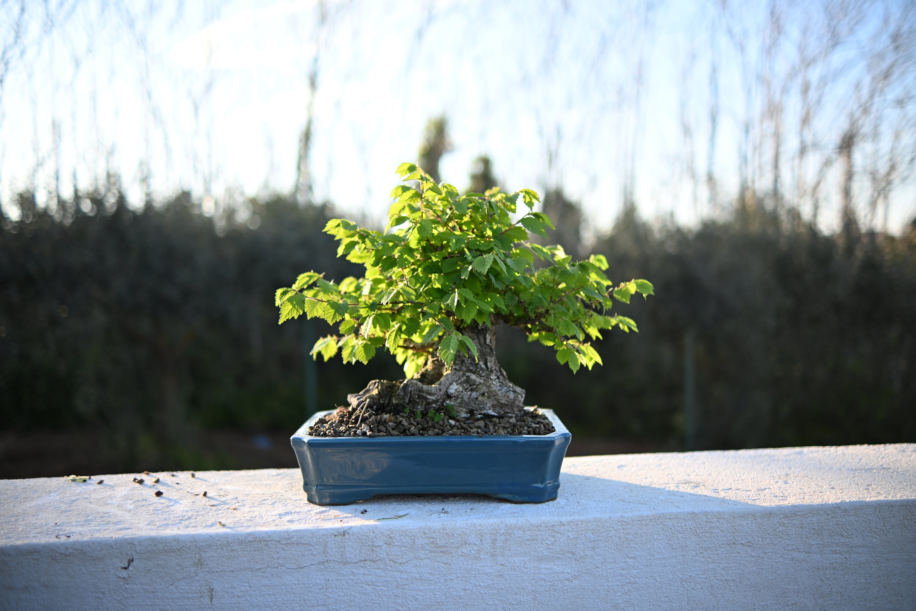 Ulmus Minor