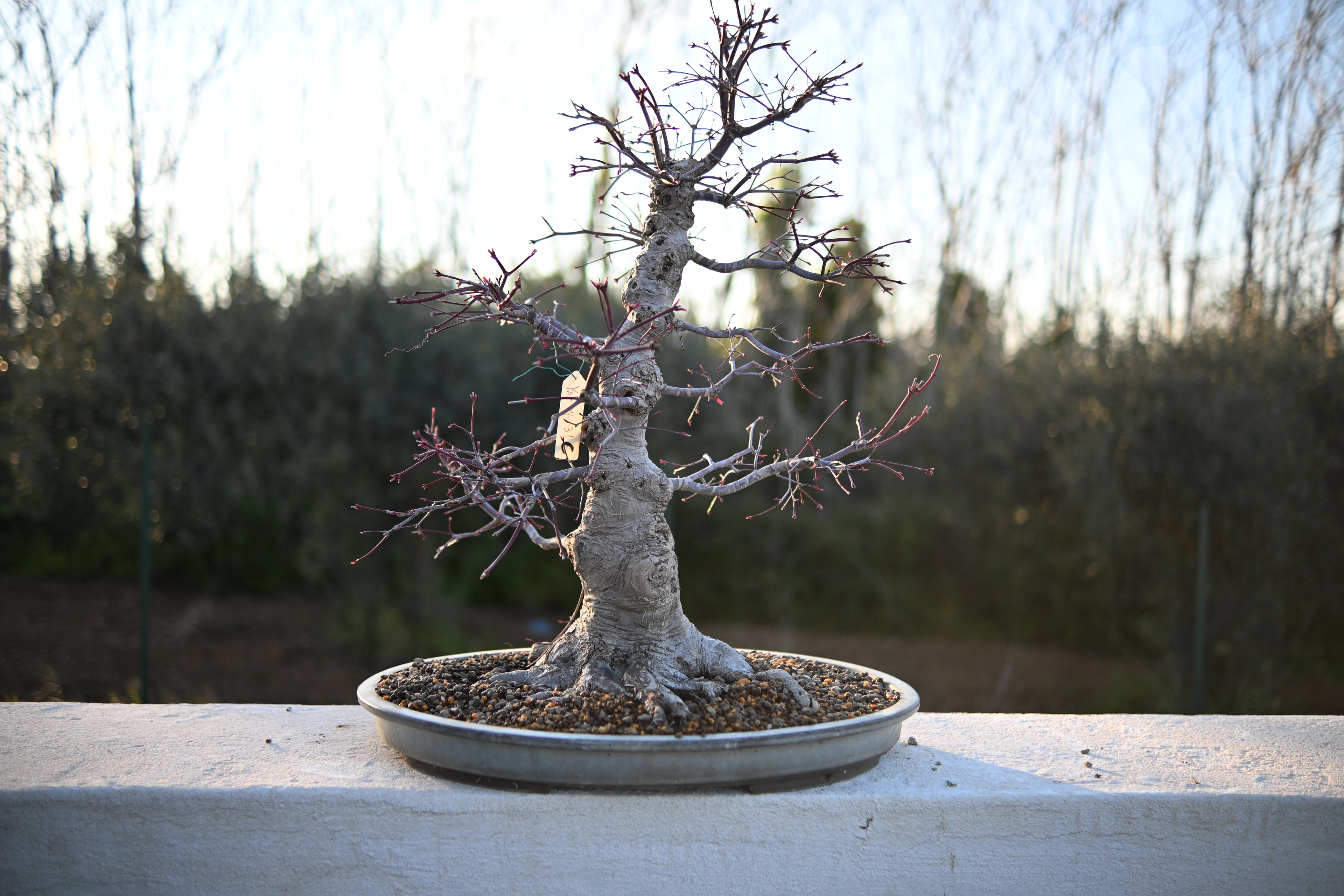 Acer Palmatum - Momiji Deshojo