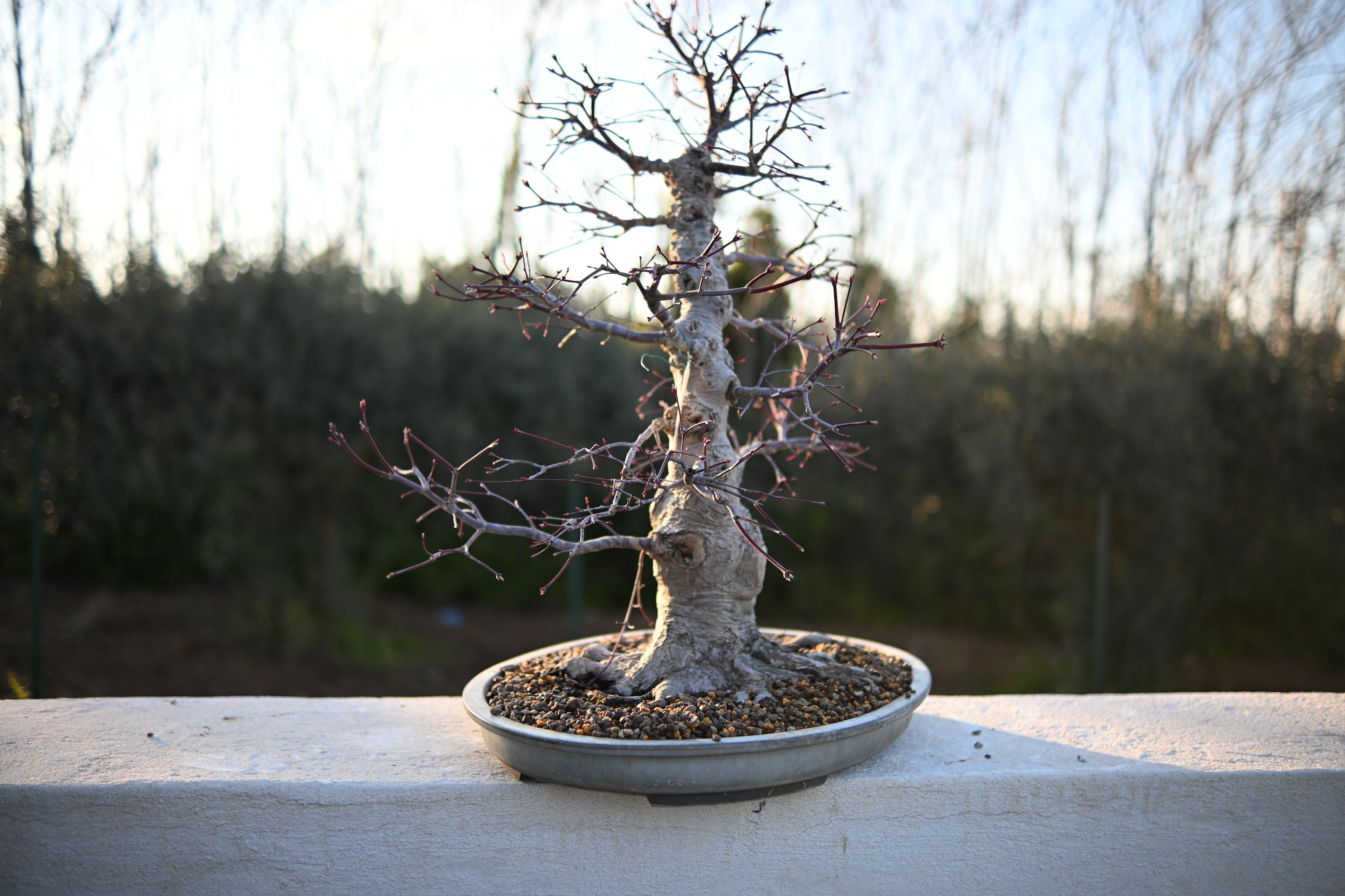 Acer Palmatum - Momiji Deshojo