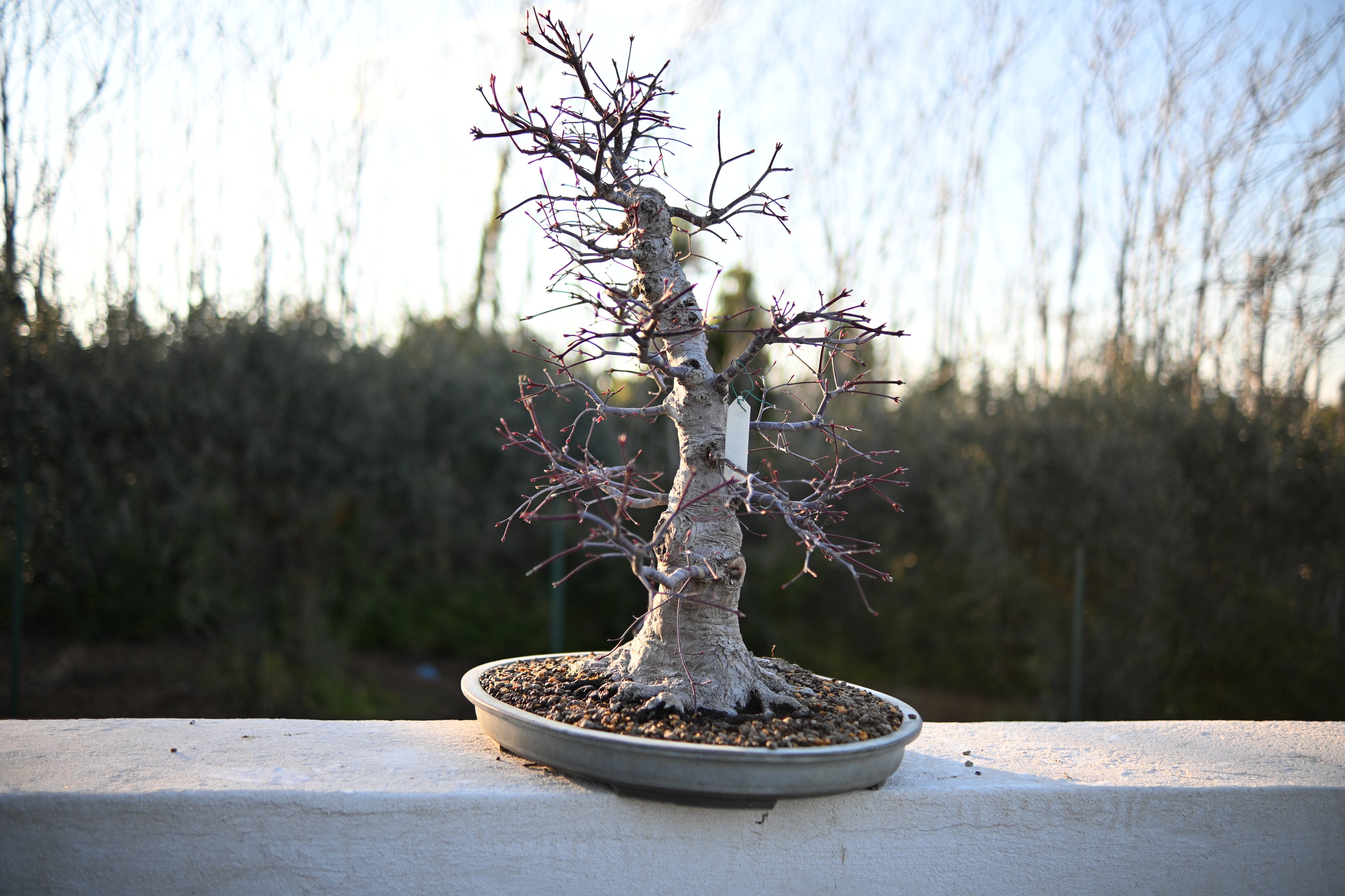 Acer Palmatum - Momiji Deshojo