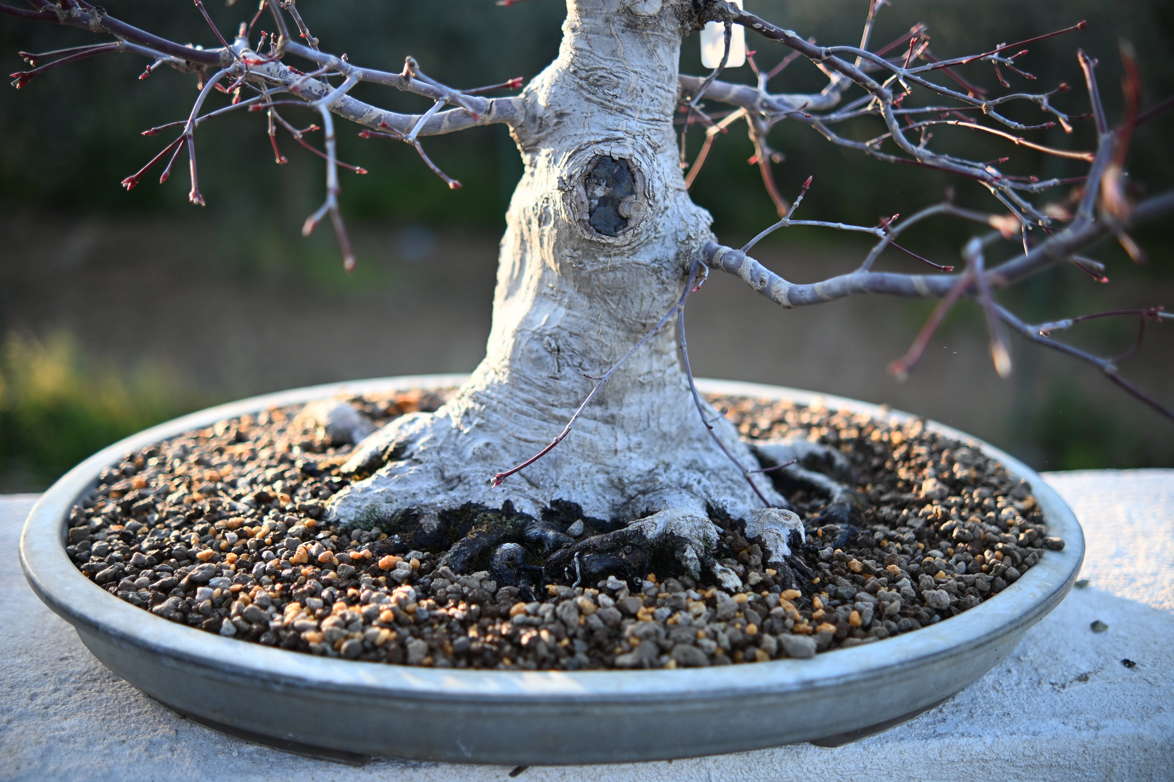 Acer Palmatum - Momiji Deshojo