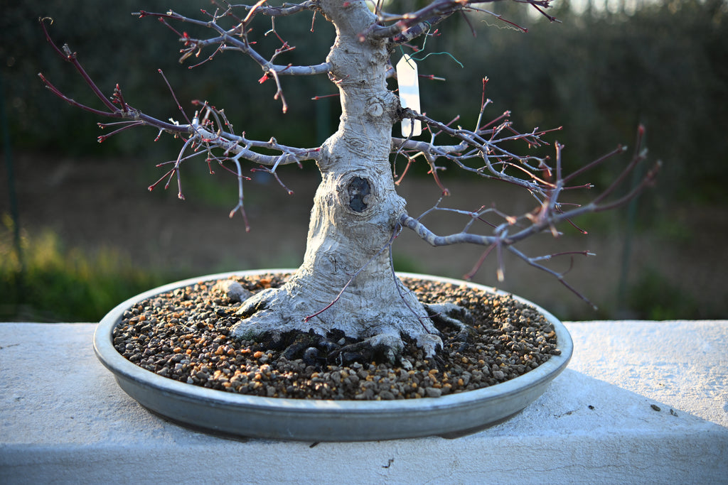 Acer Palmatum - Momiji Deshojo