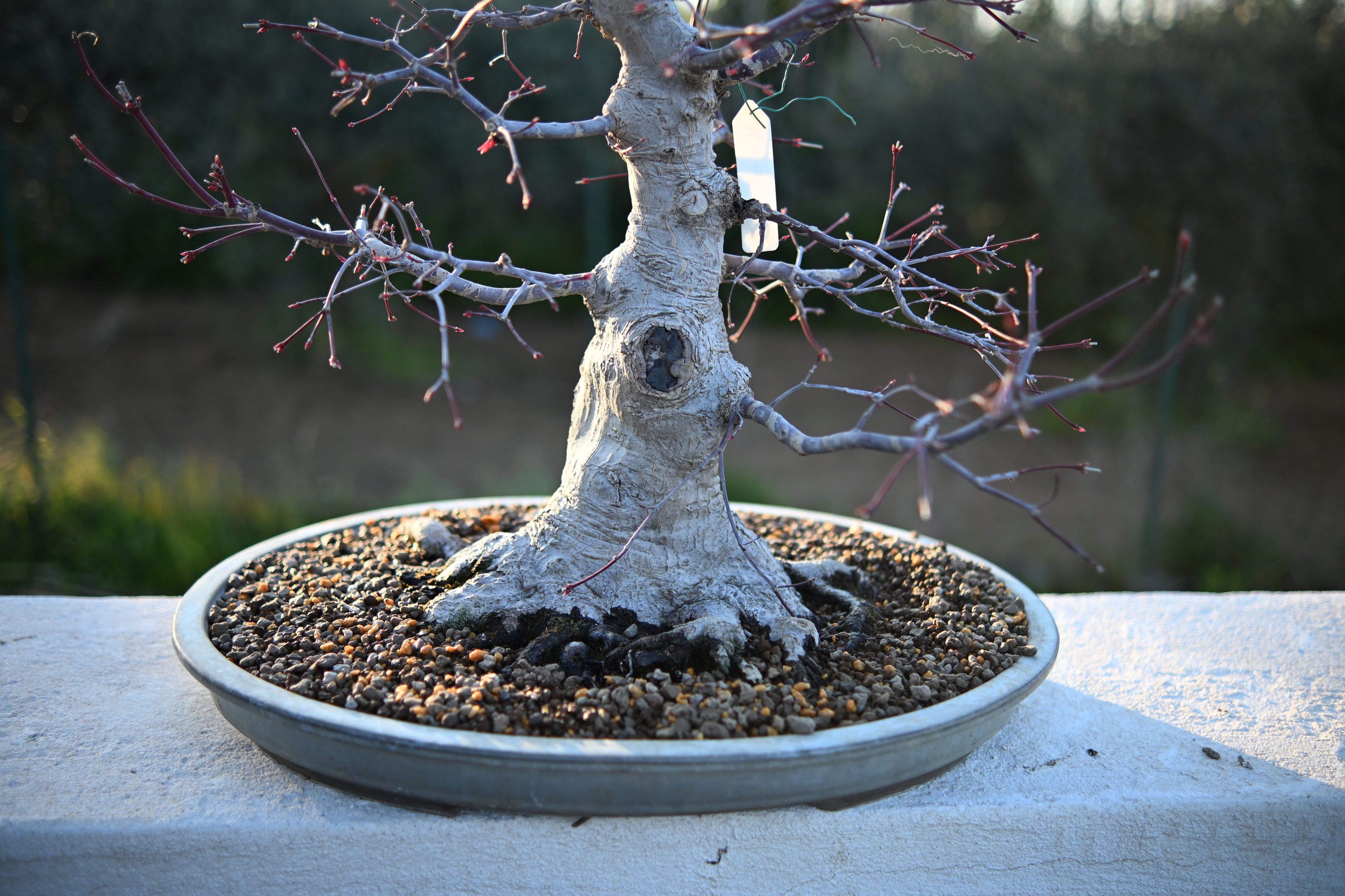 Acer Palmatum - Momiji Deshojo