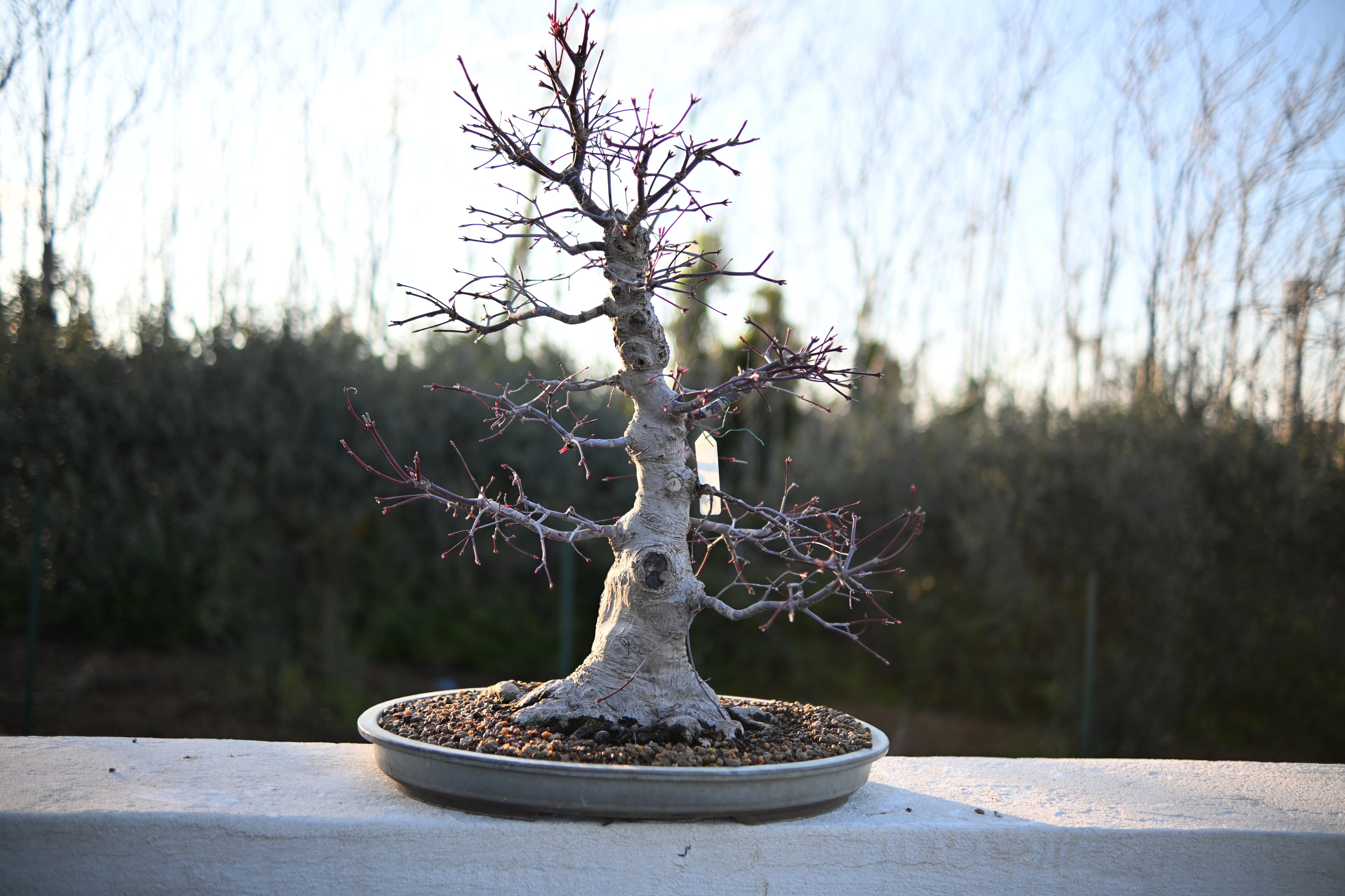 Acer Palmatum - Momiji Deshojo