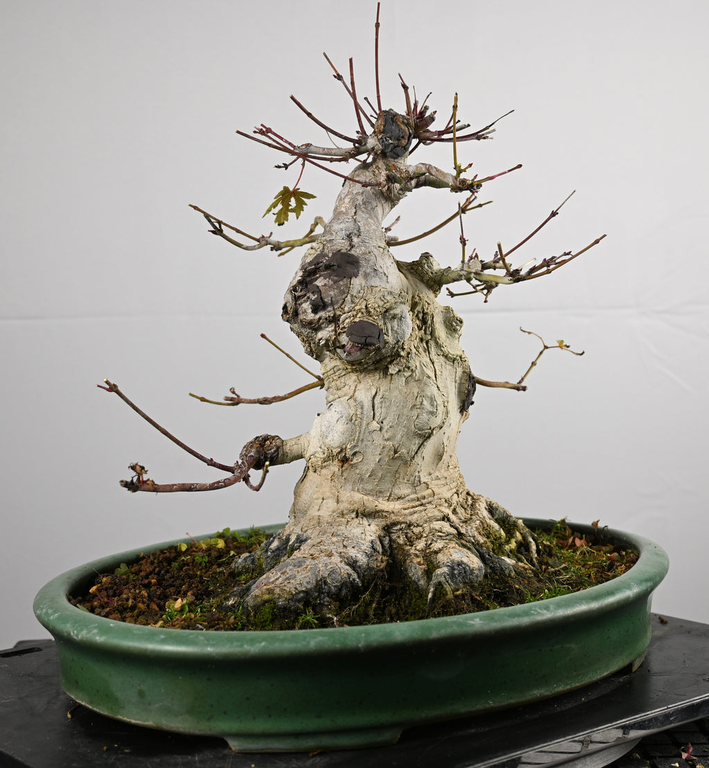 Acer Palmatum Yamamomiji