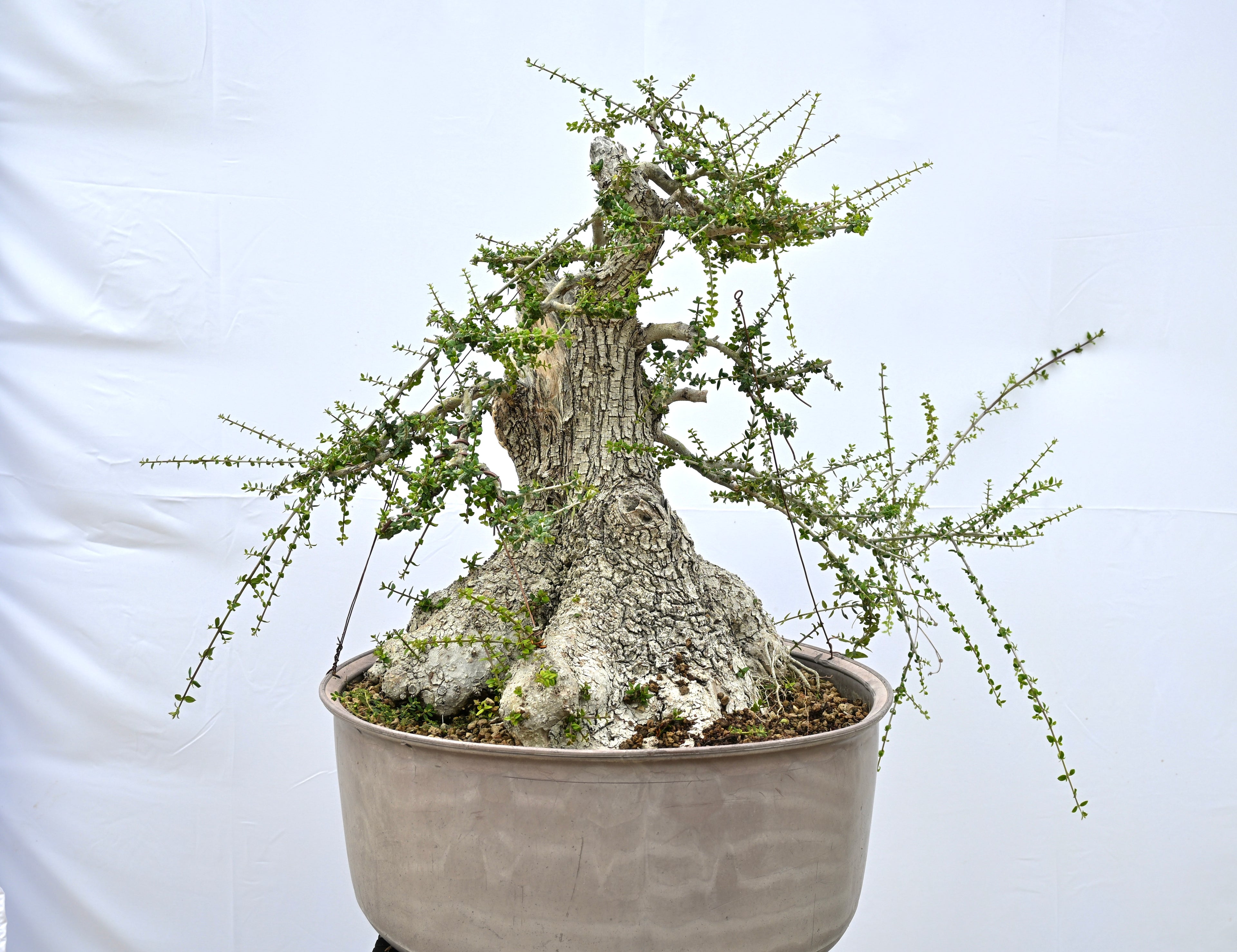 Olea Oleaster / Olivastro Yamadori