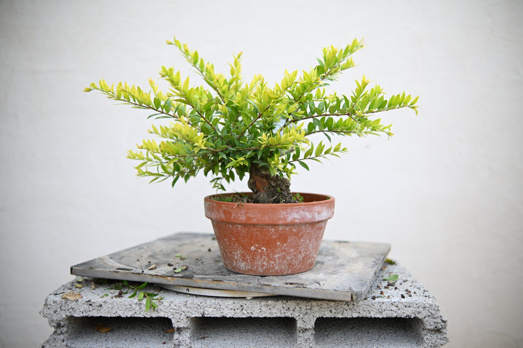 Mirto Shohin