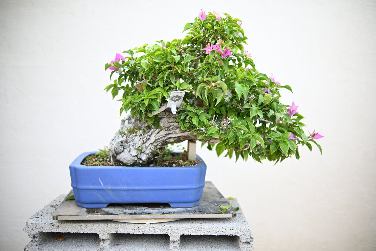 Bouganville Sanderiana