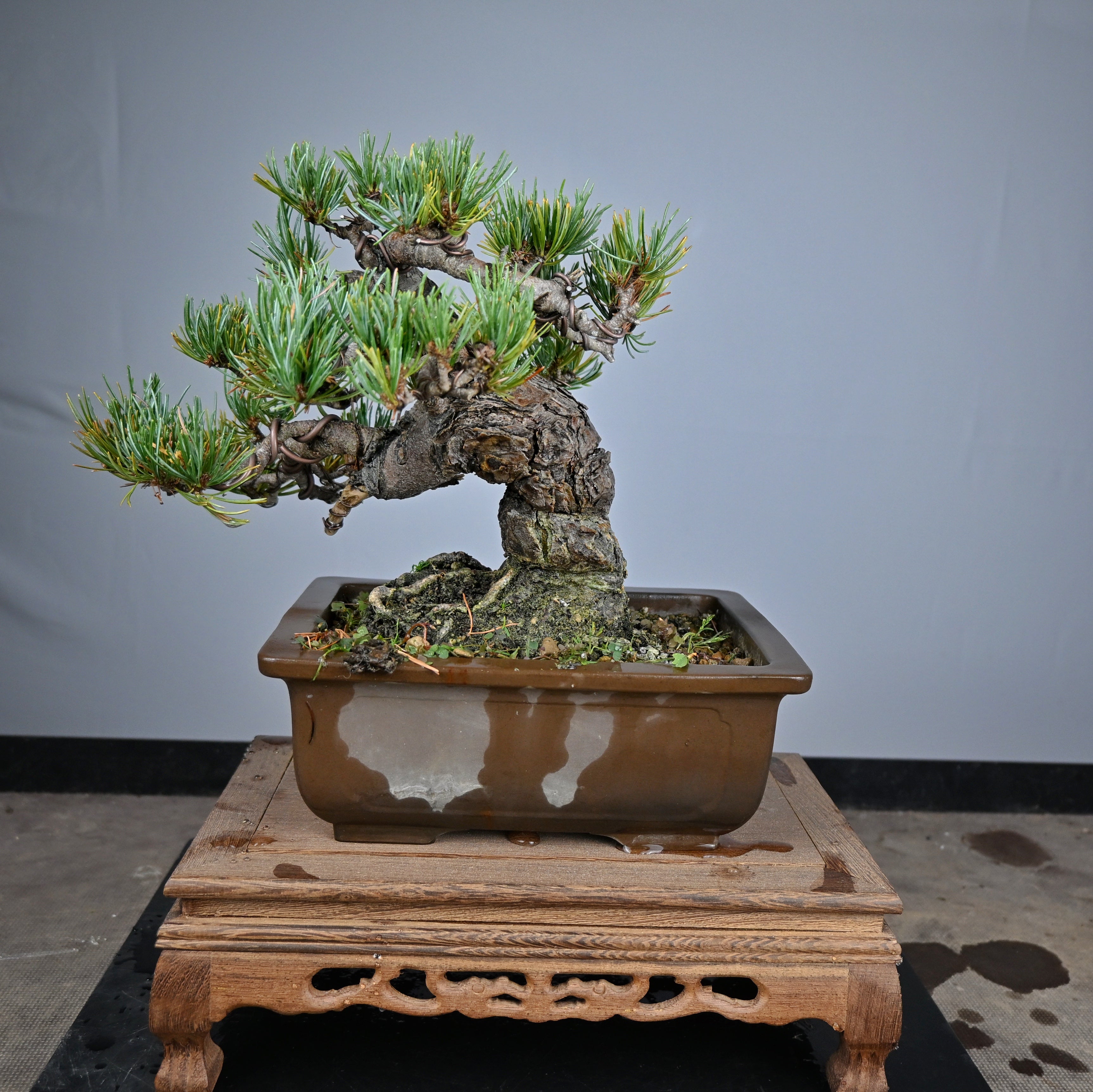 Pinus Pentaphylla