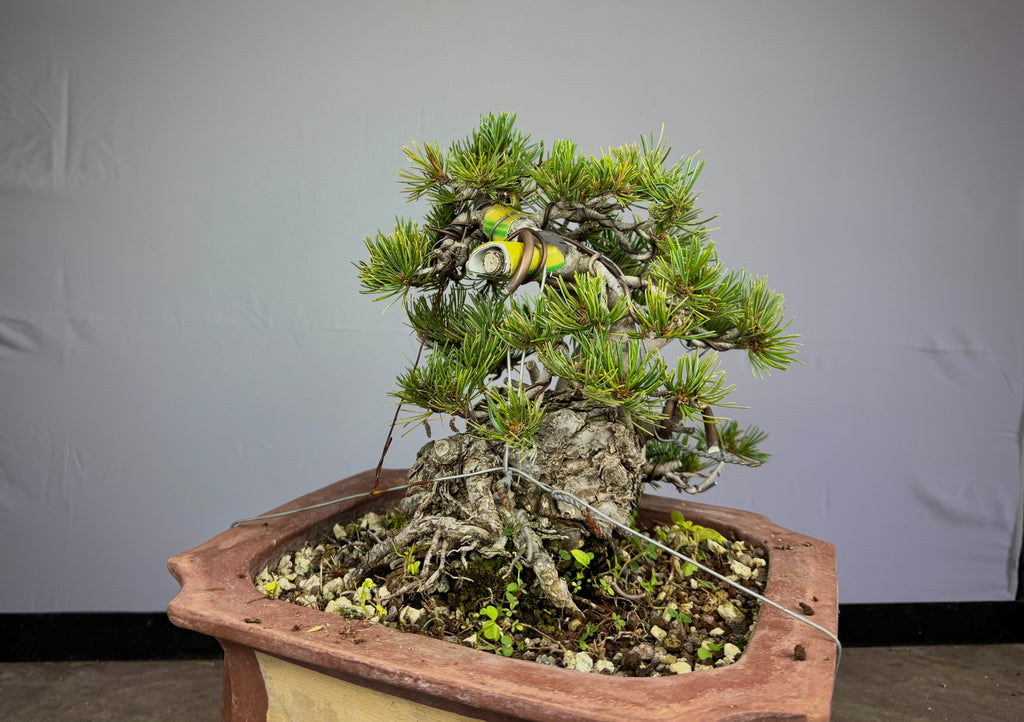 Pinus Pentaphylla - Pino bianco Giapponese