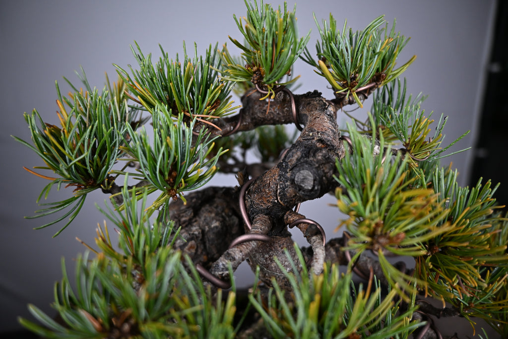 Pinus Pentaphylla