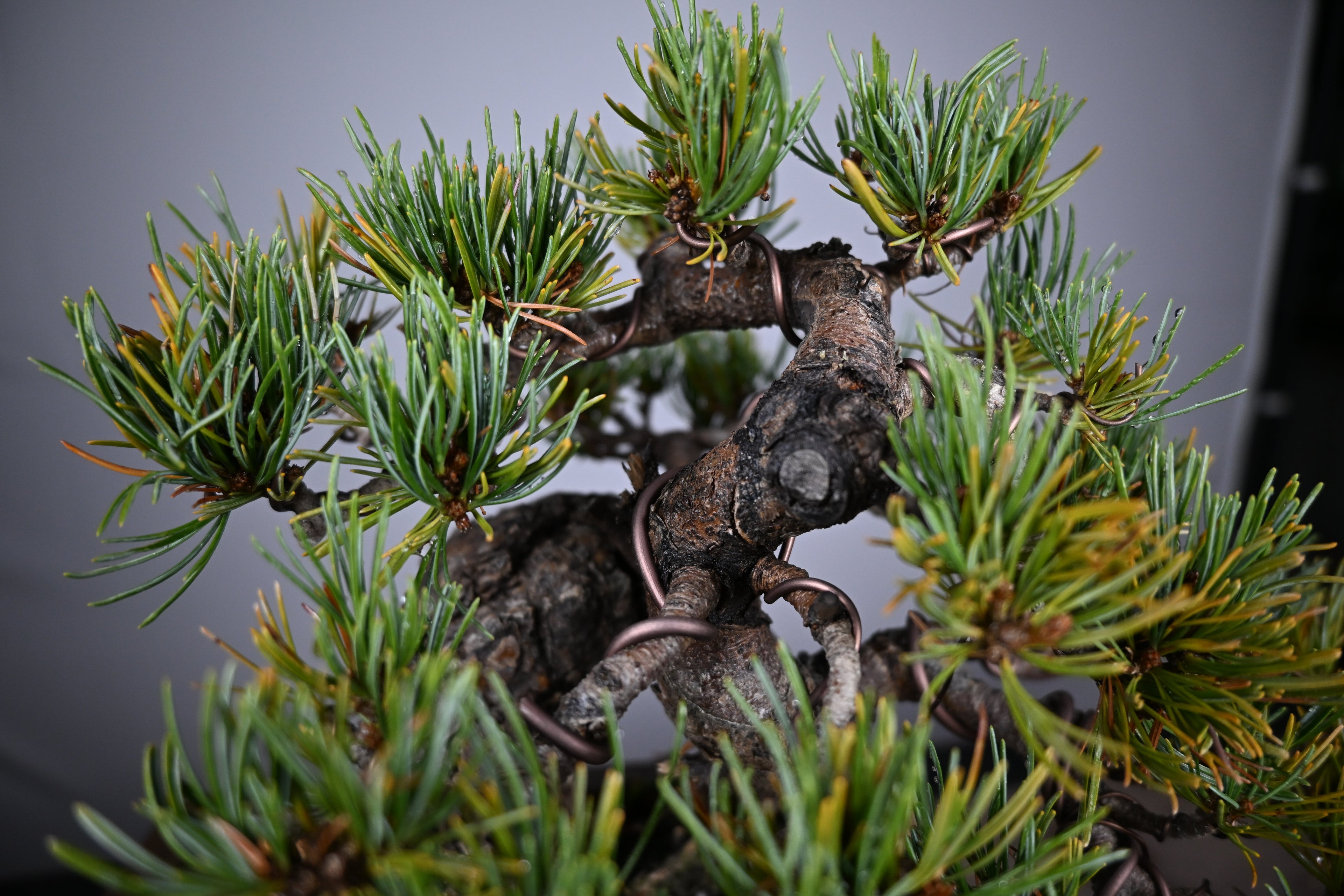 Pinus Pentaphylla