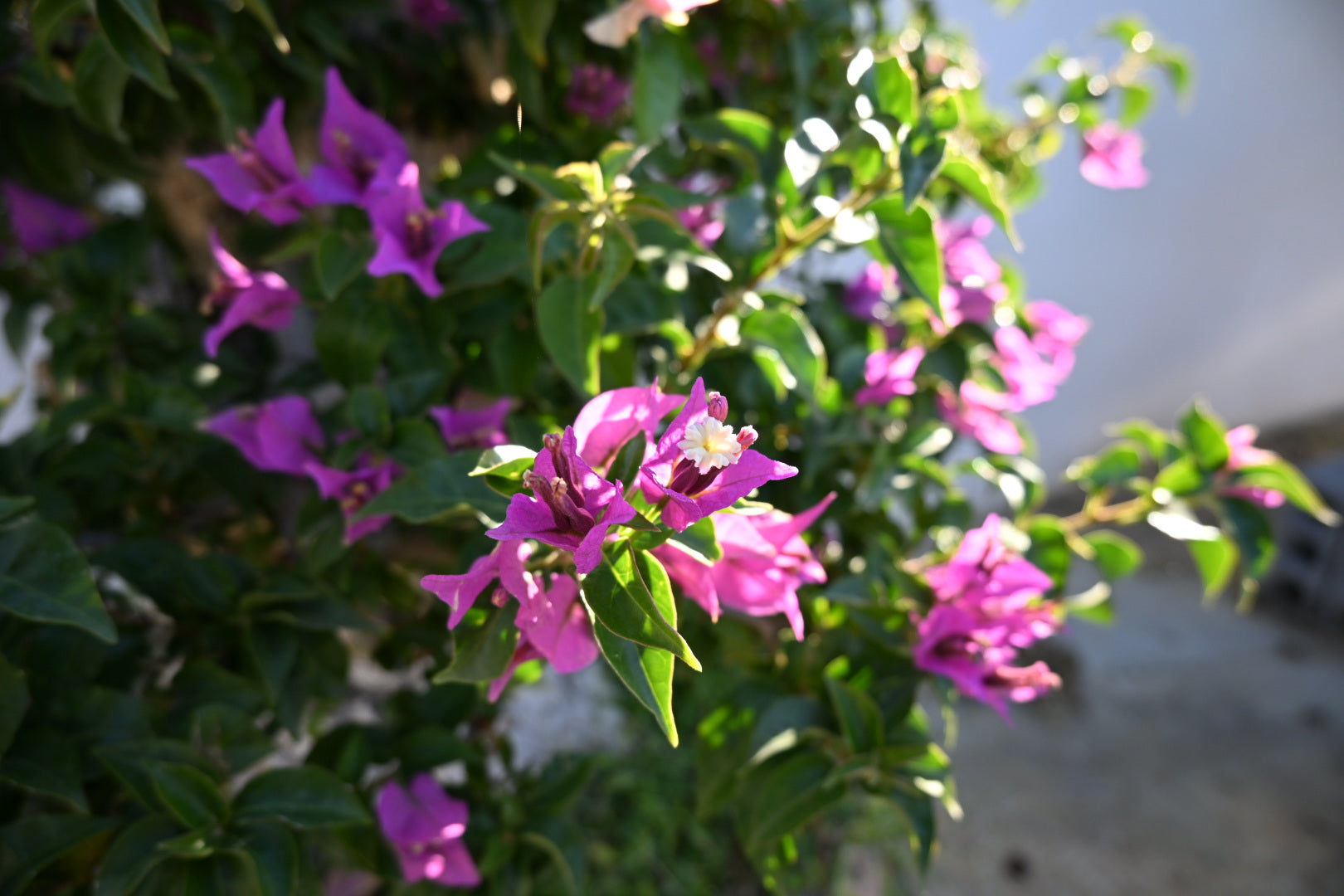 Bonsai di Bouganville