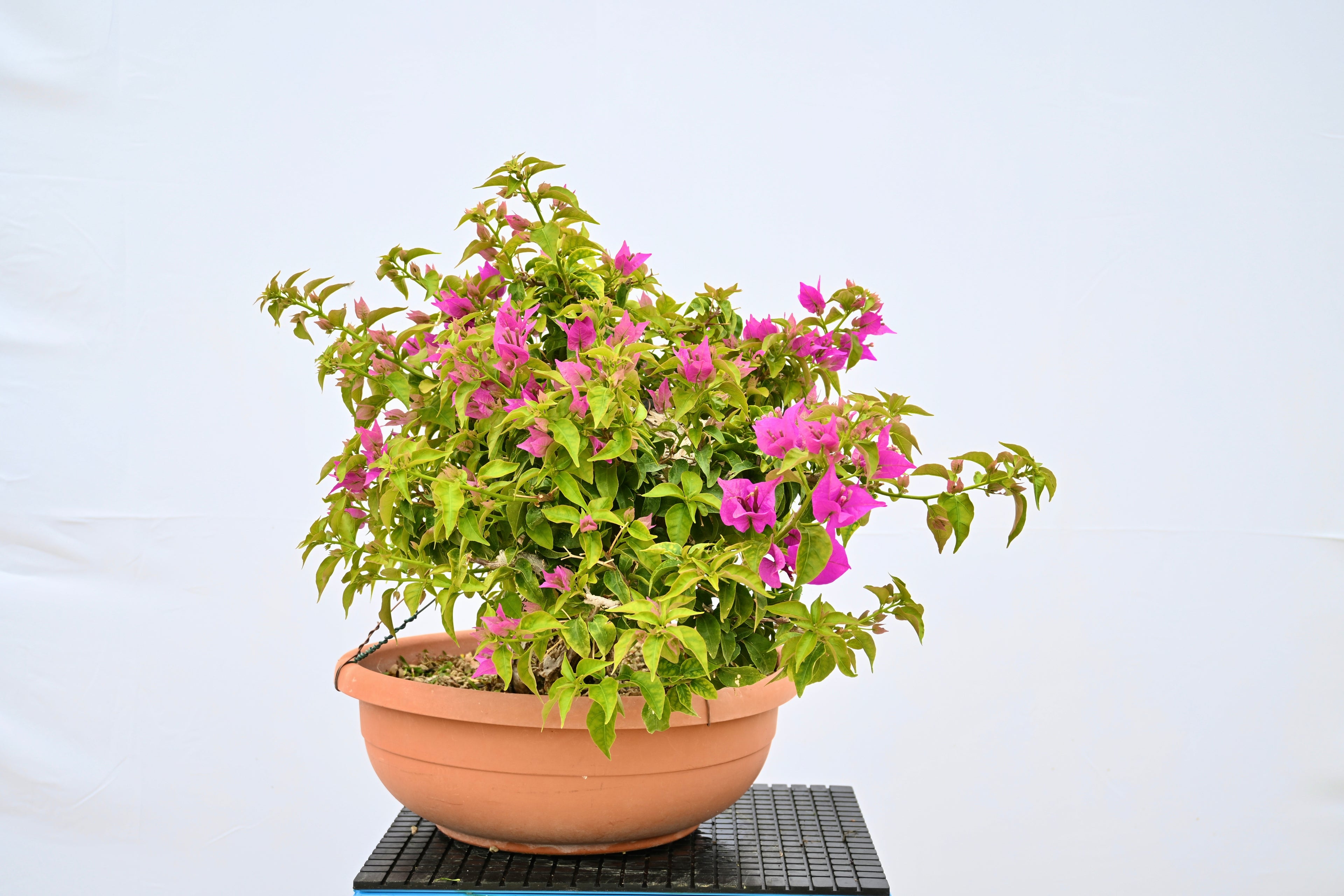 Bouganville Sanderiana