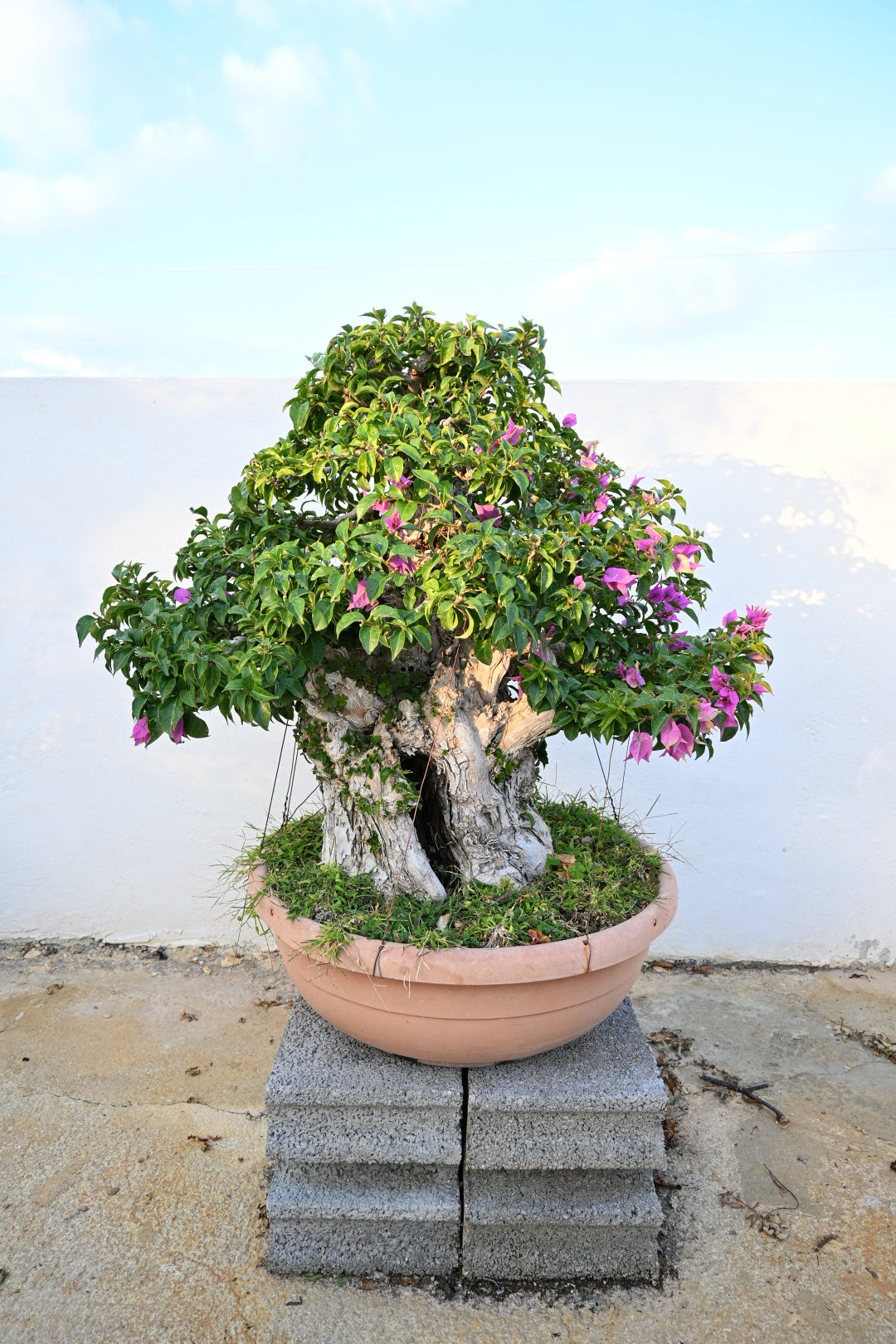 Bonsai di Bouganville