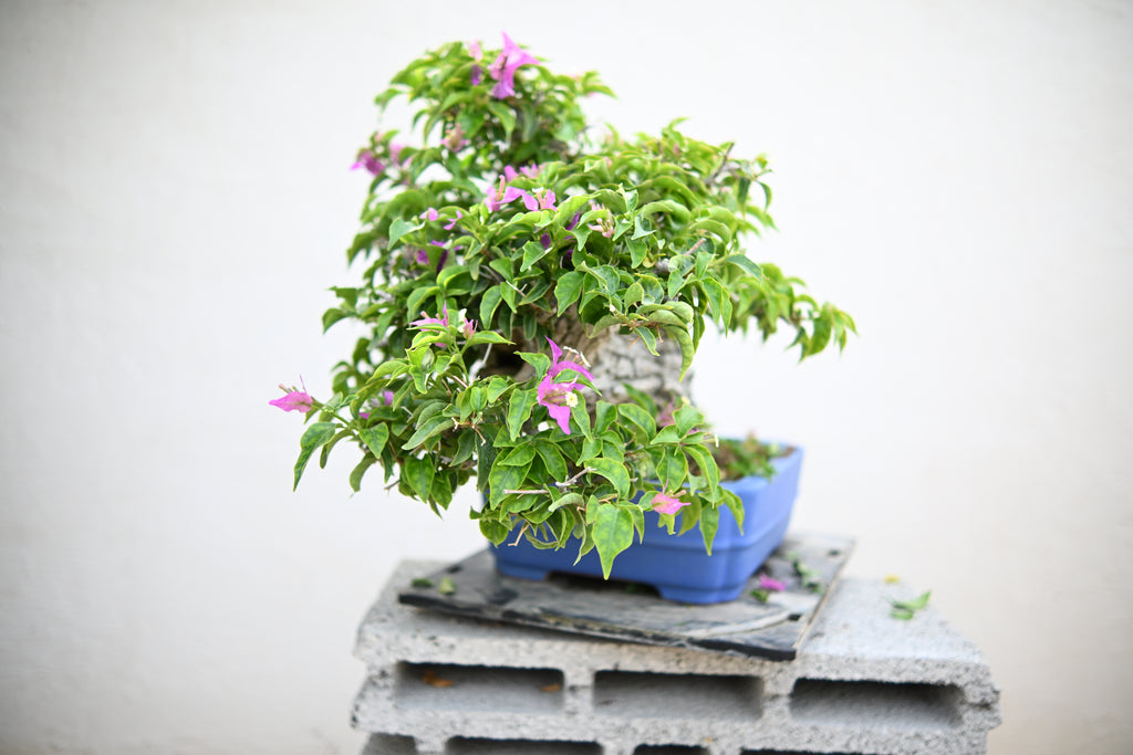 Bouganville Sanderiana