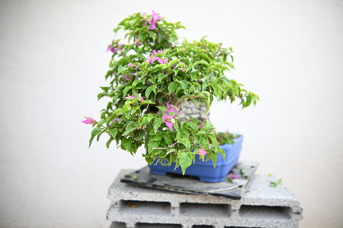 Bouganville Sanderiana