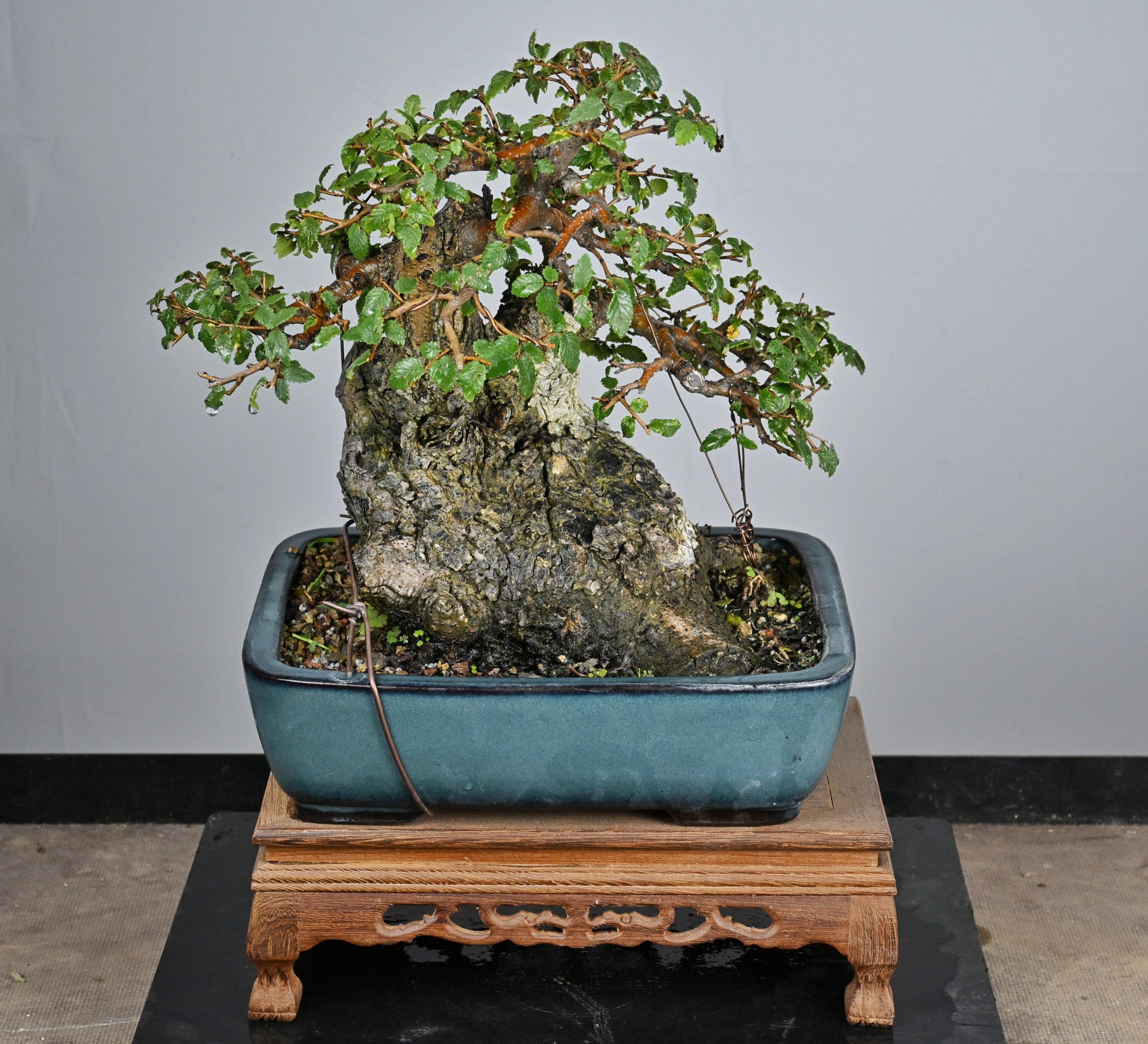 Bonsai Di Olmo - Ulmus Minor