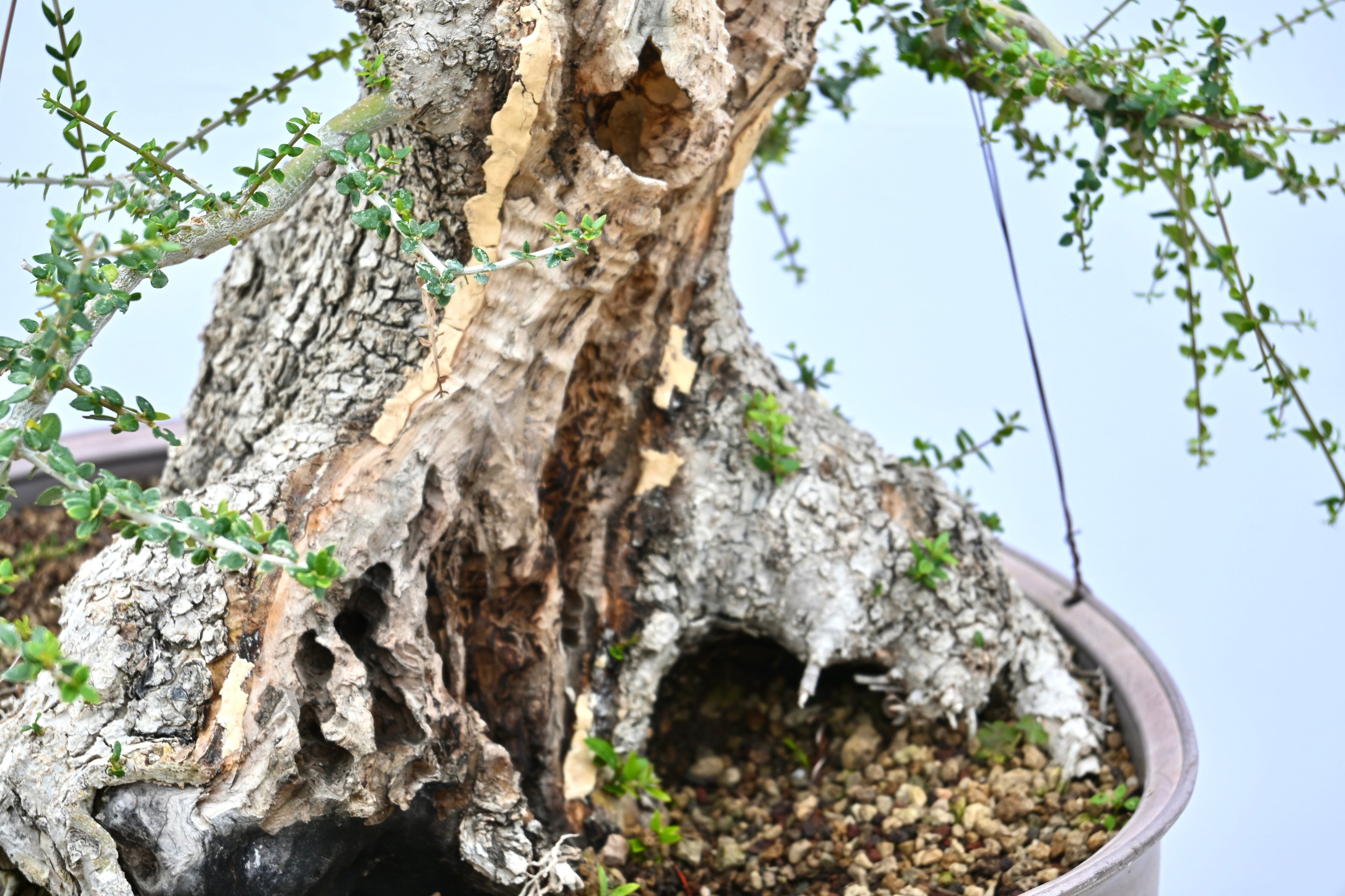 Olea Oleaster / Olivastro Yamadori