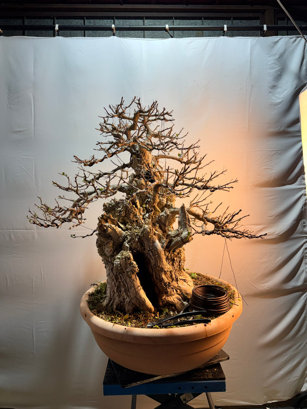 Bonsai di Bouganville