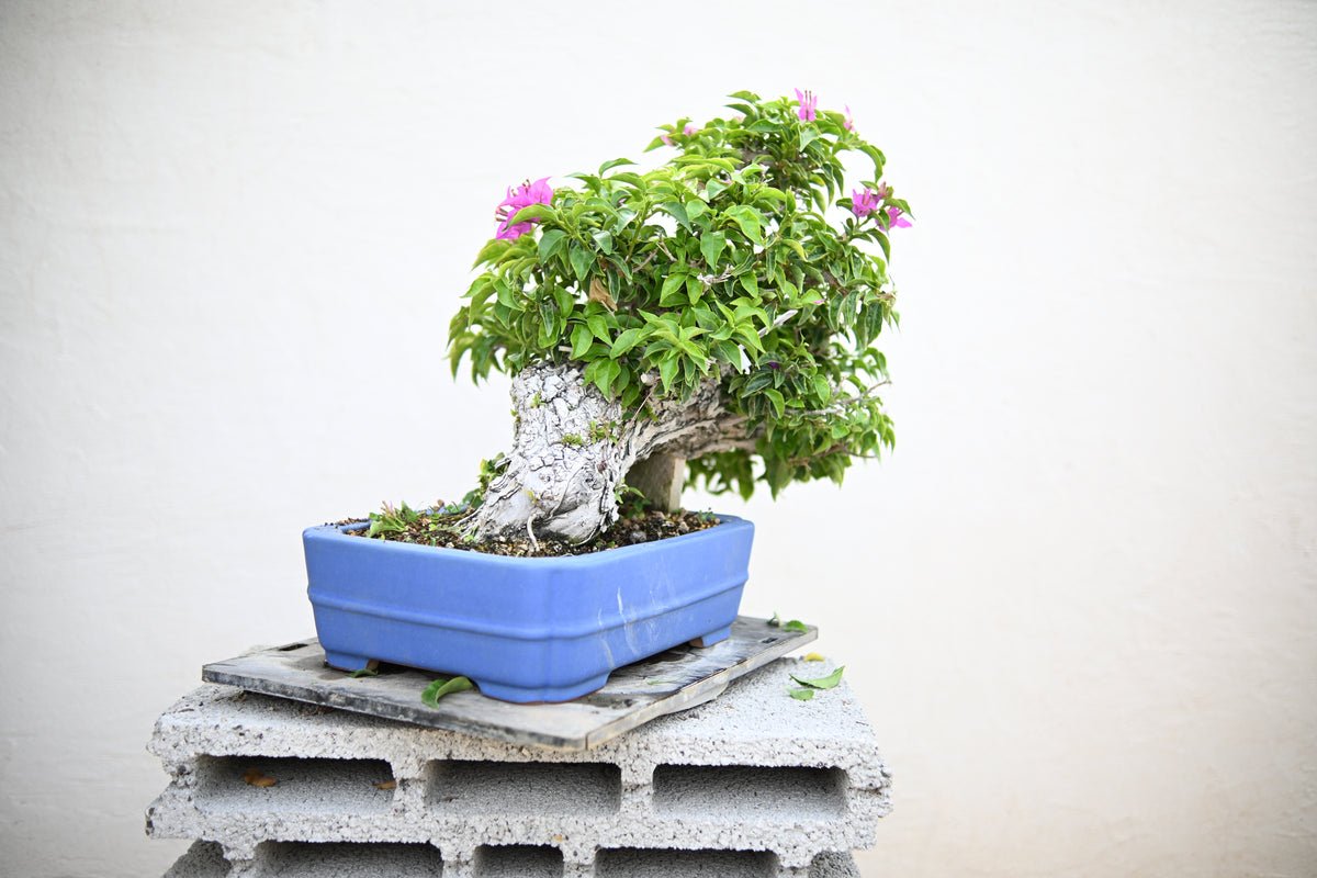 Bouganville Sanderiana
