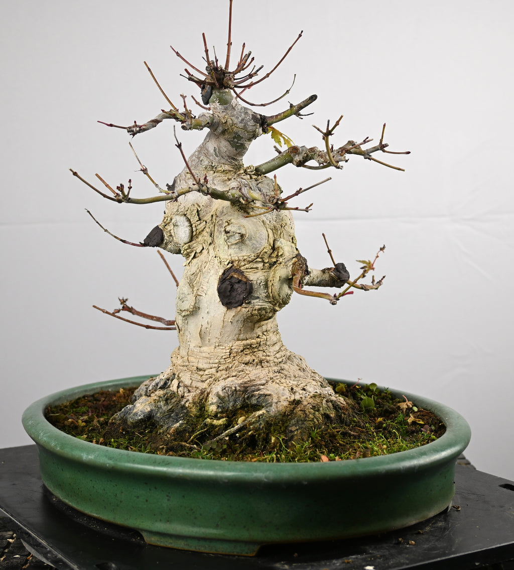 Acer Palmatum Yamamomiji