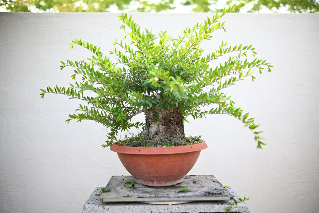 Myrtus Communis - Mirto