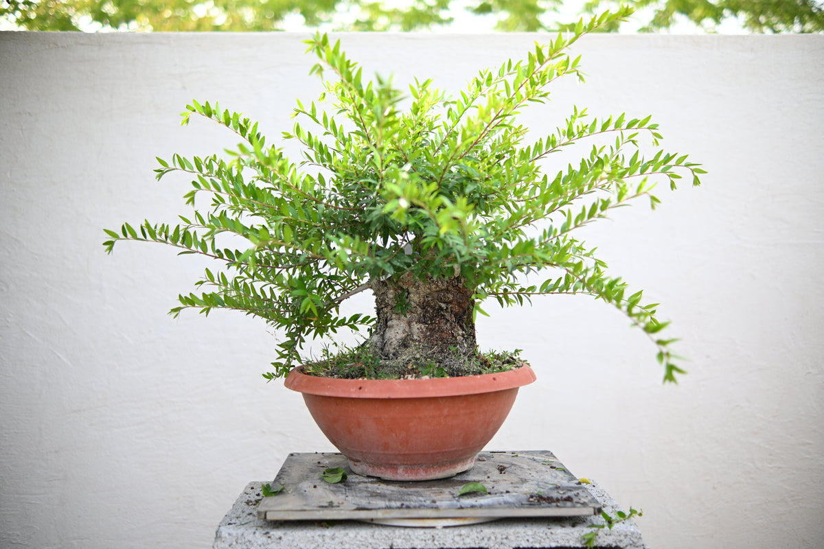 Myrtus Communis - Mirto