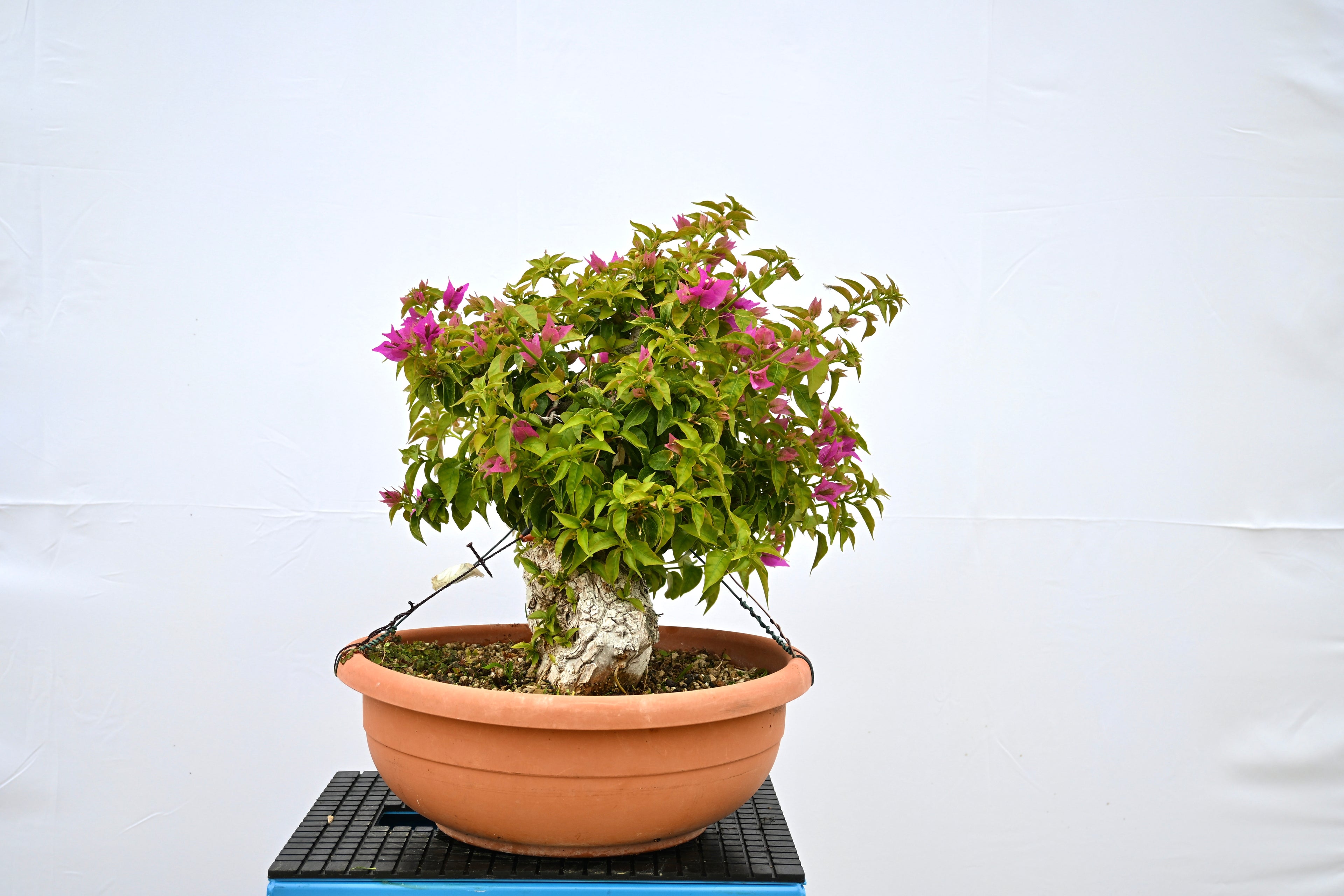 Bouganville Sanderiana