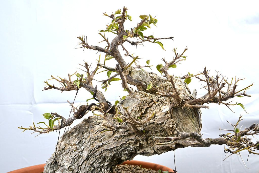 Bouganville Sanderiana