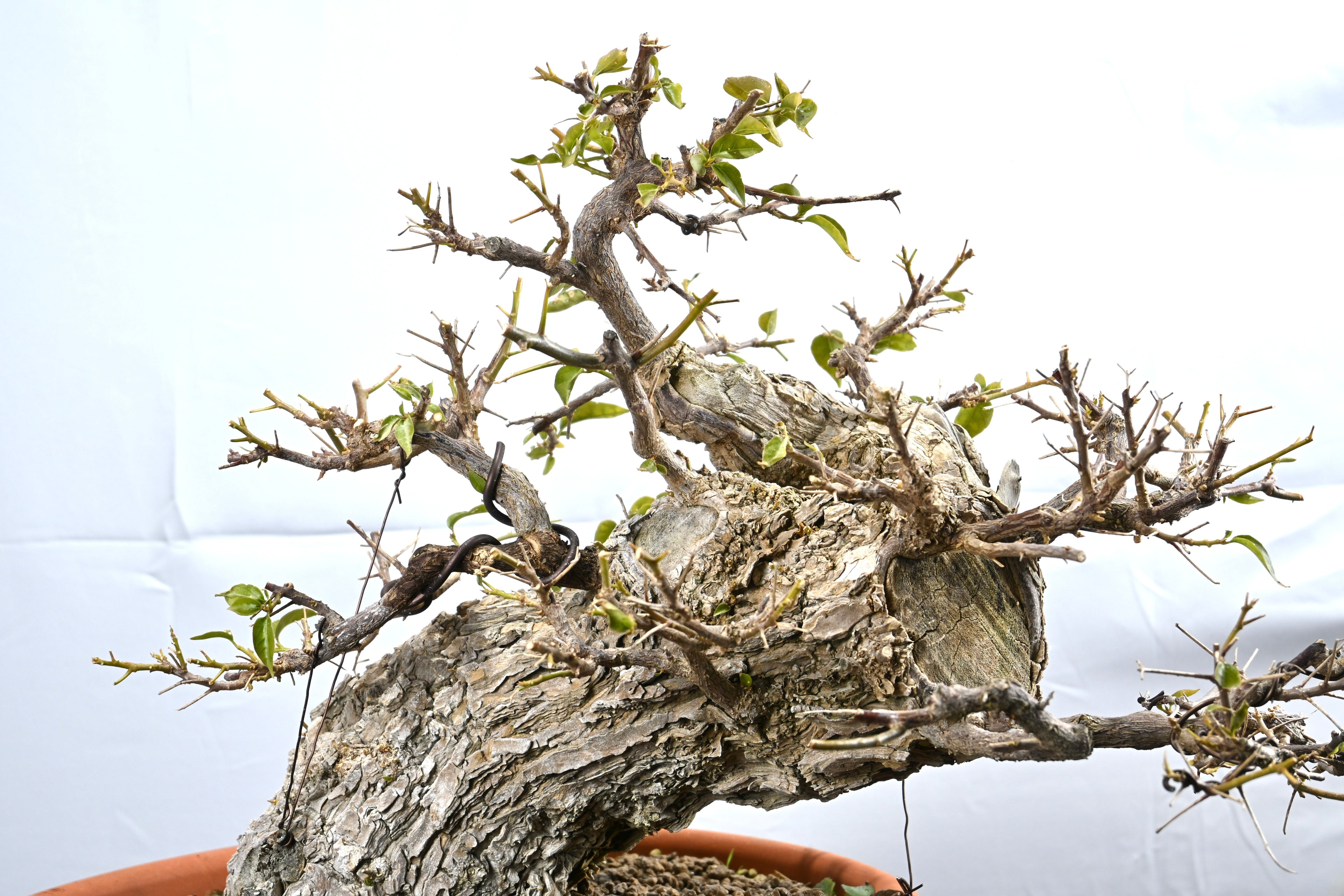 Bouganville Sanderiana