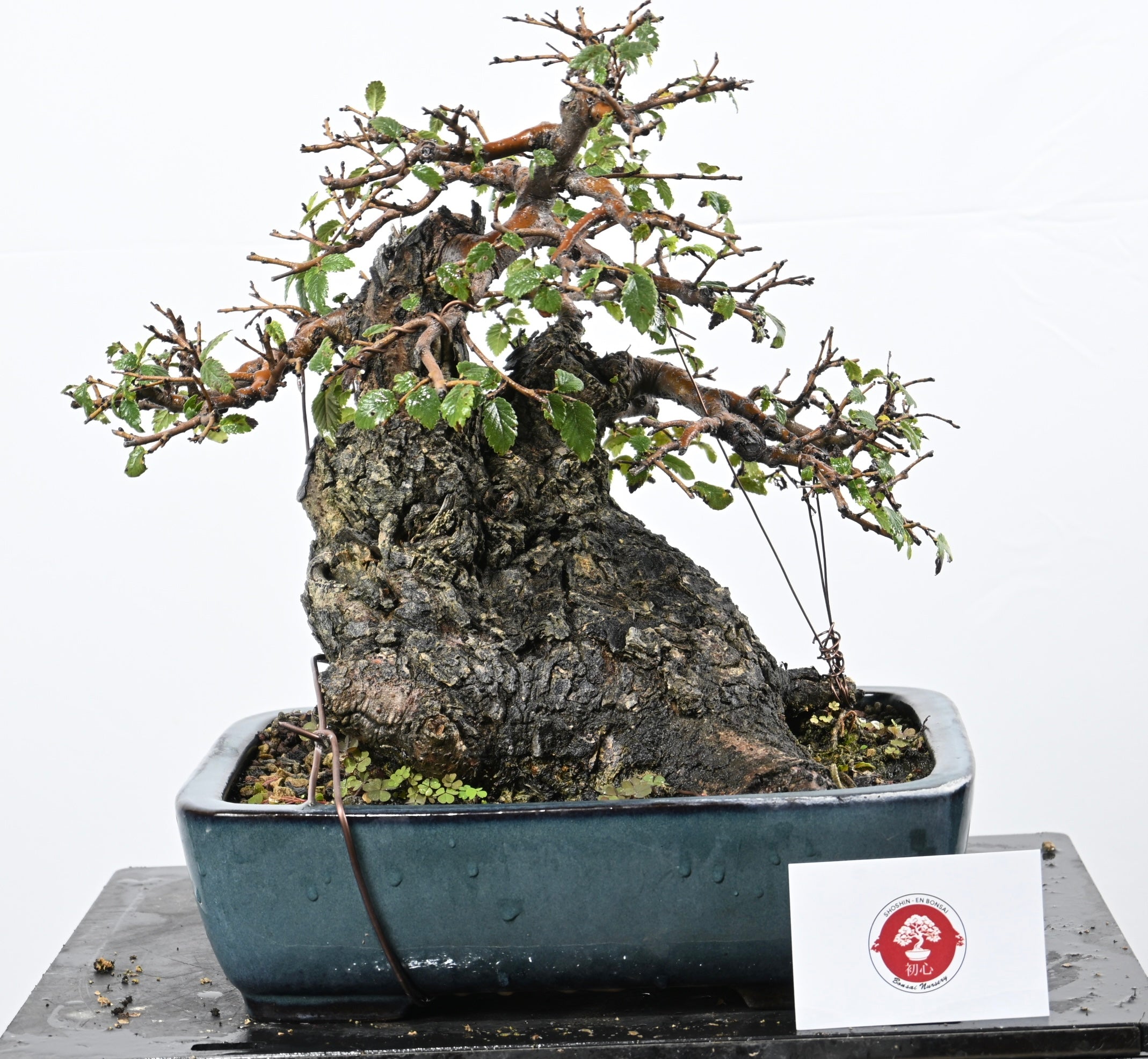 Bonsai Di Olmo - Ulmus Minor
