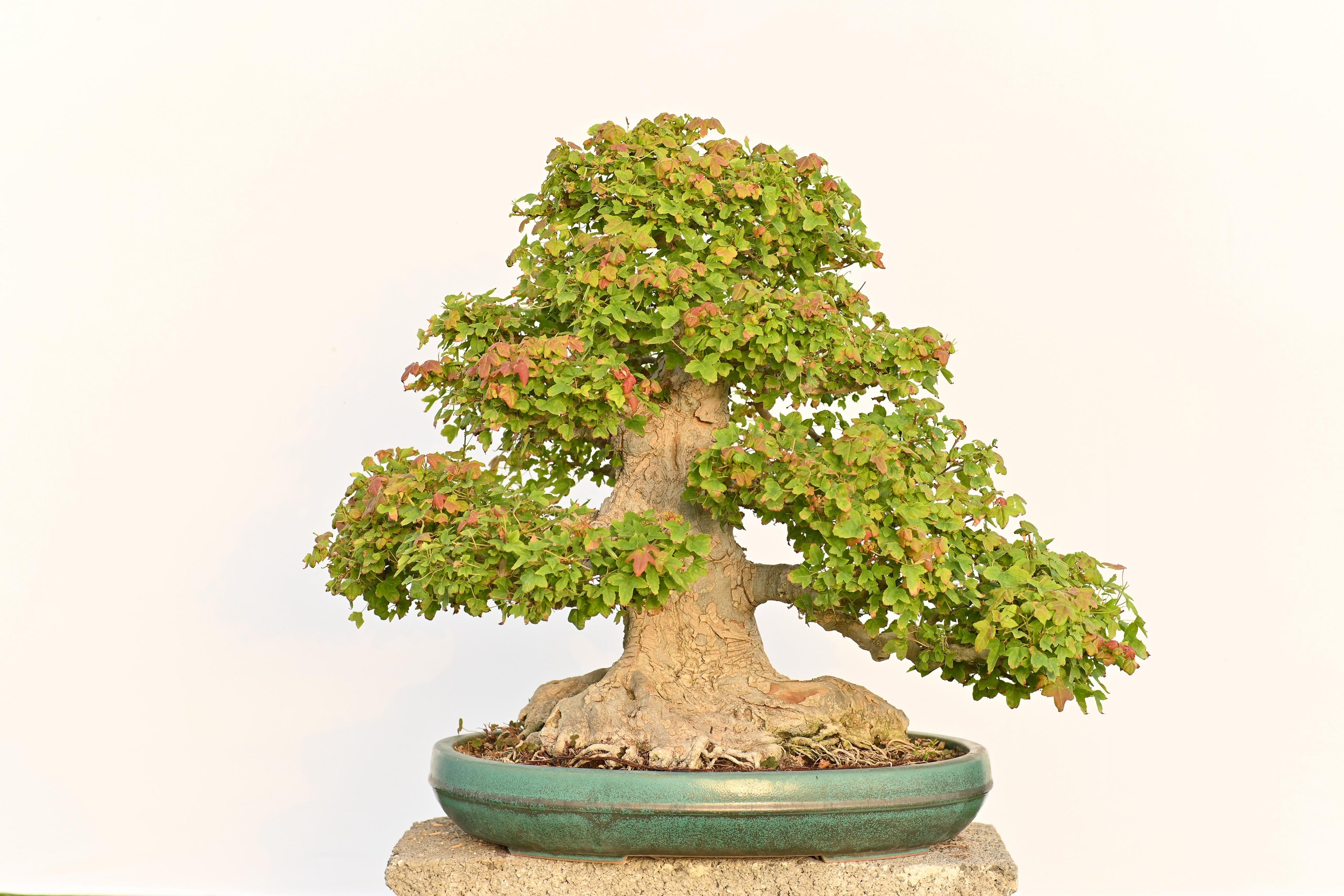 Acer Buergerianum - Kaede