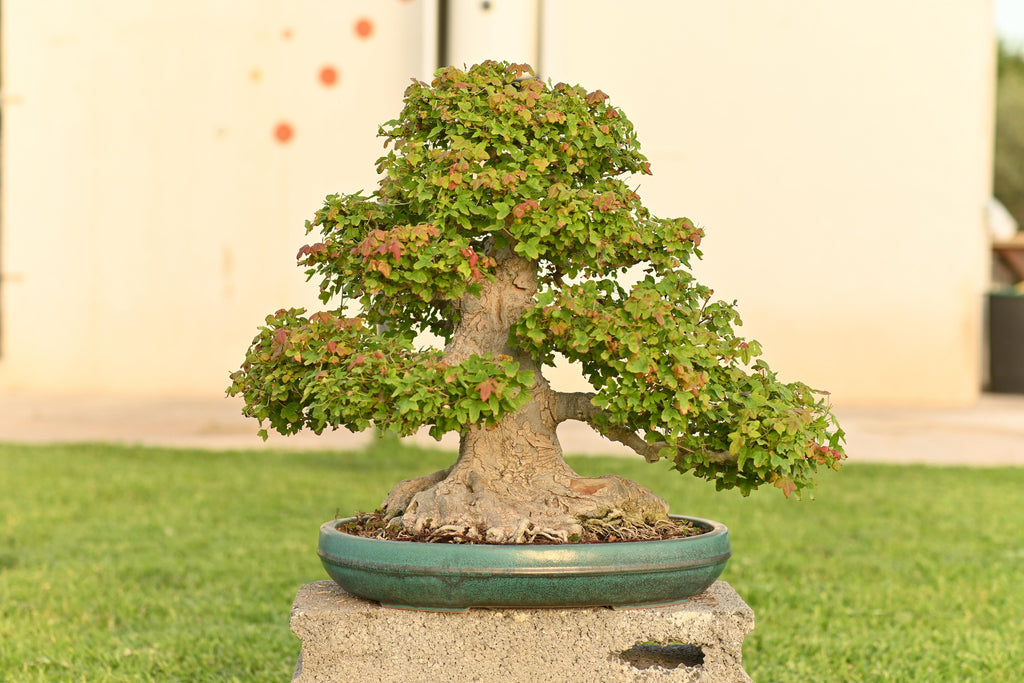 Acer Buergerianum - Kaede